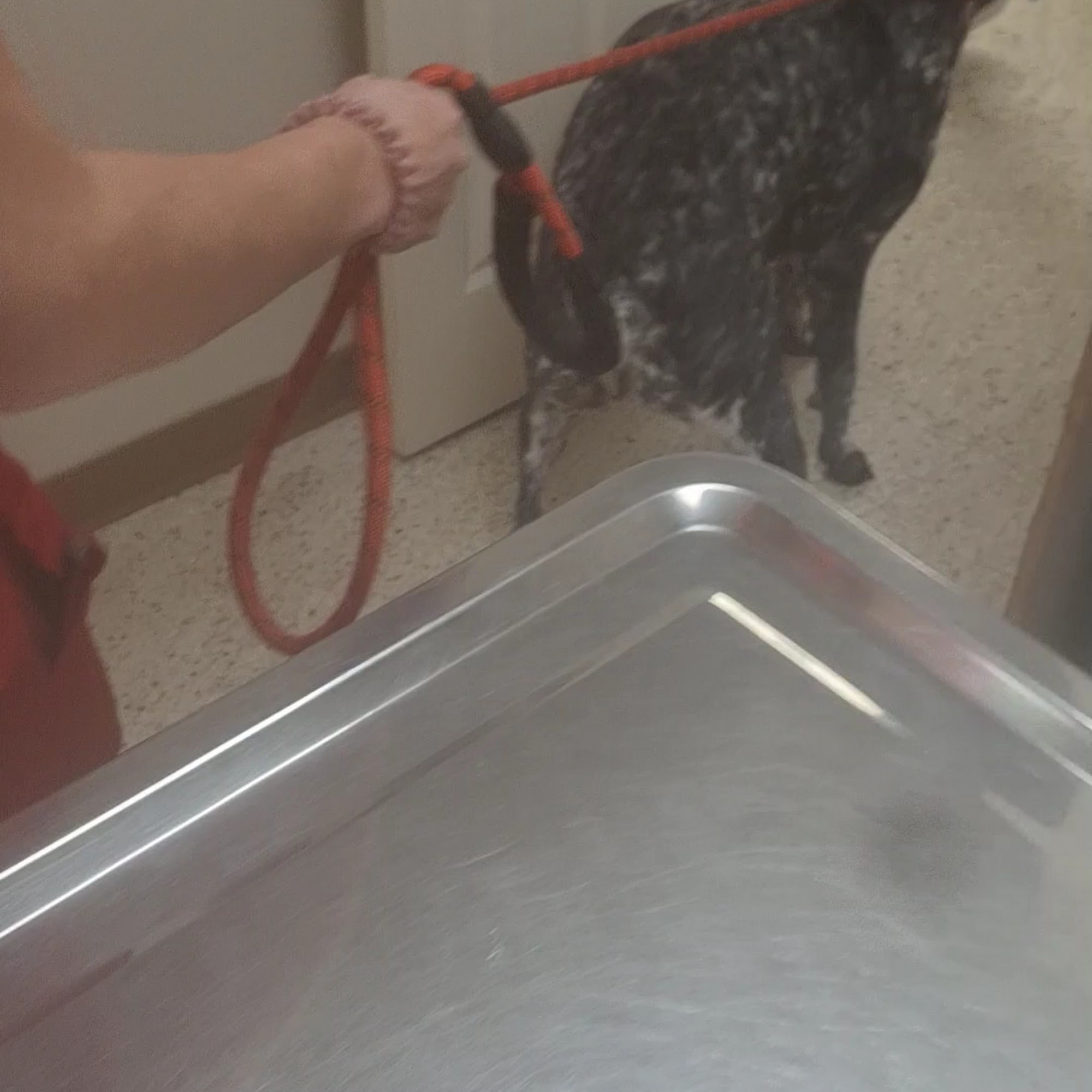 Independence Animal Hospital Independence