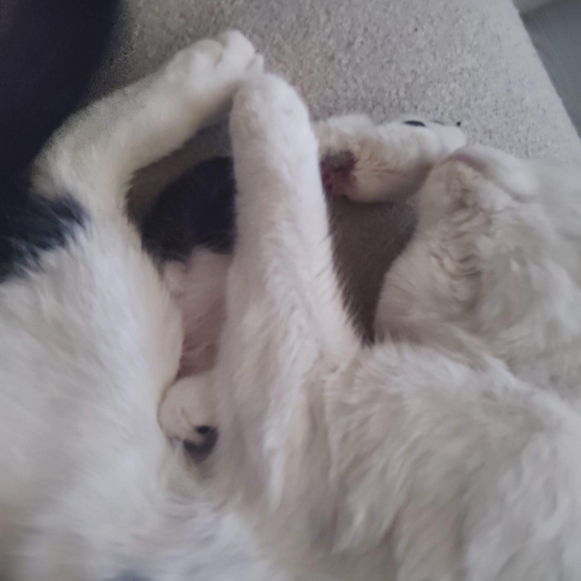 Three Trails Animal Hospital Independence