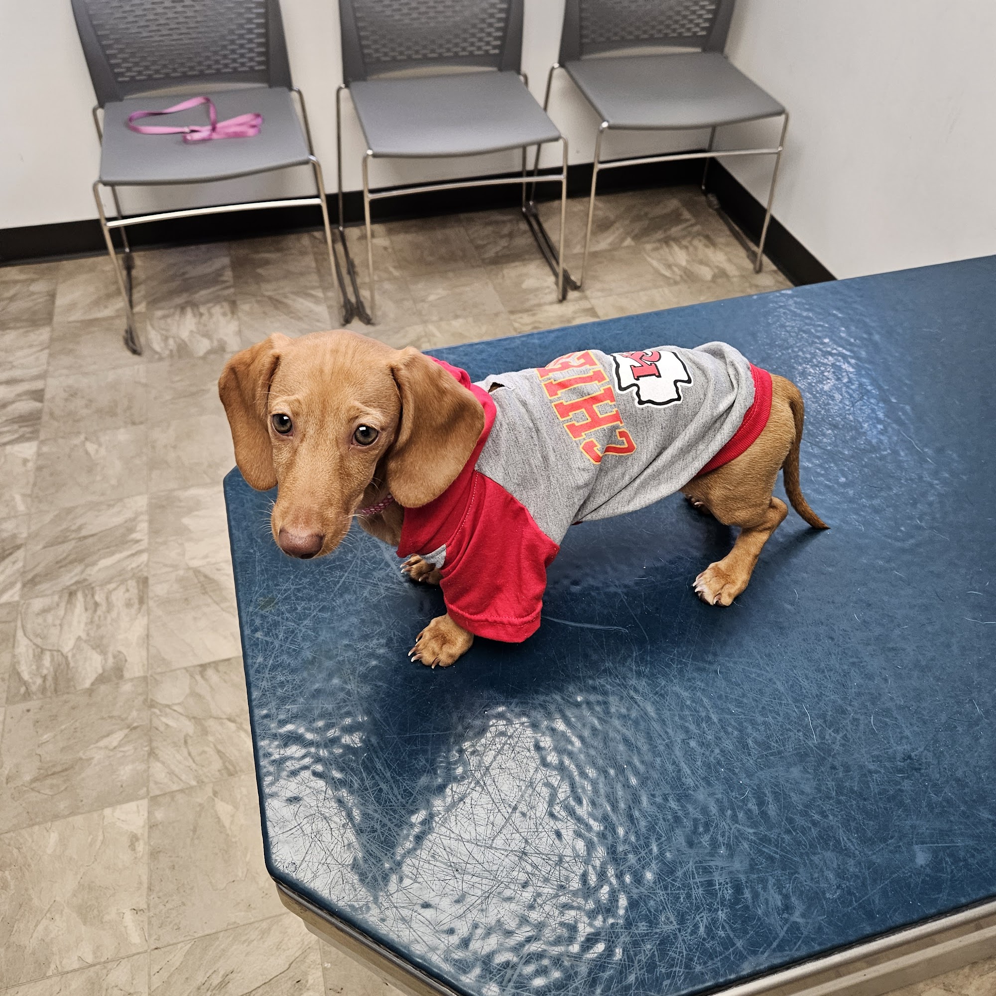 Jackson County Animal Hospital Independence