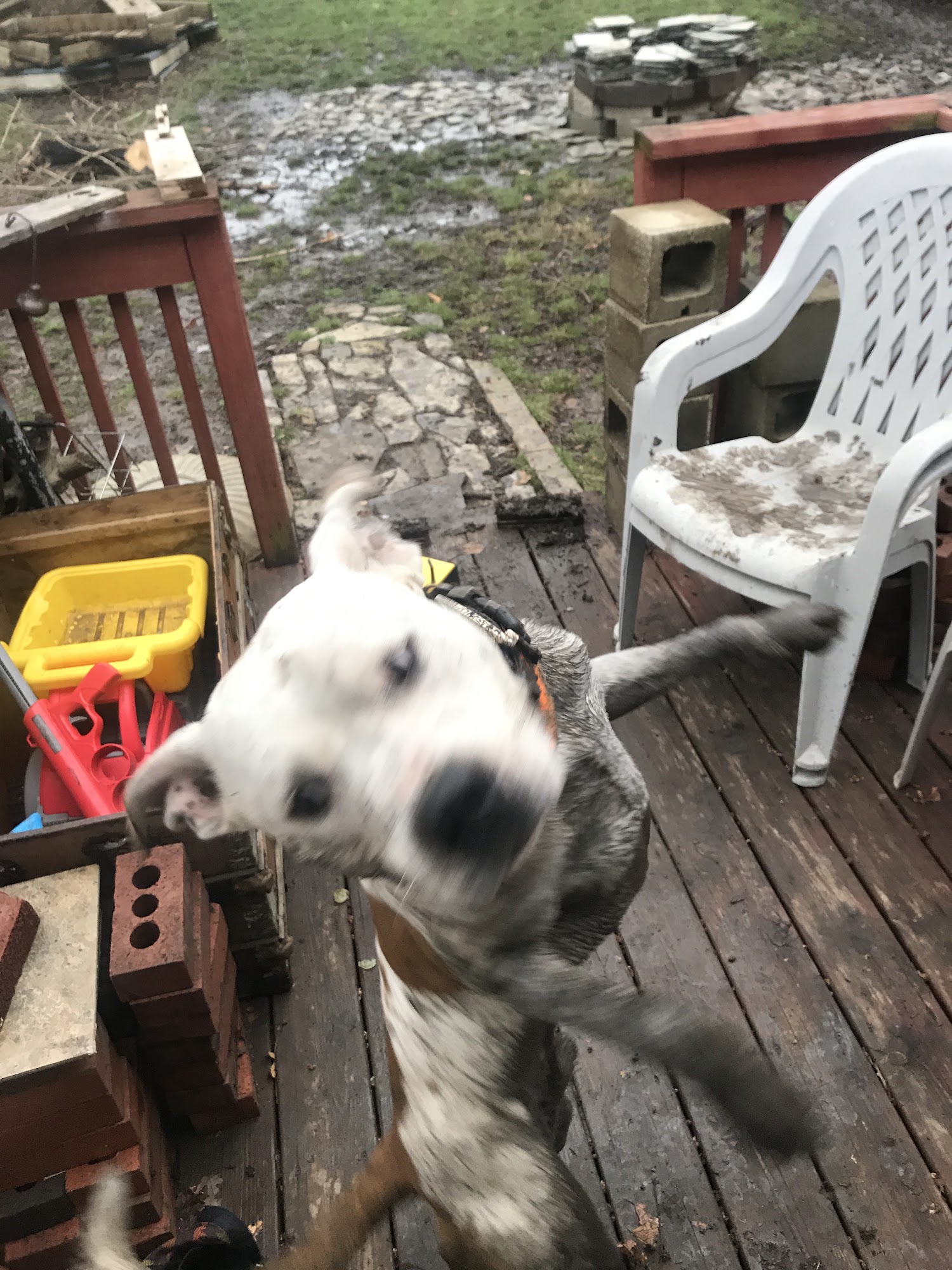 Jackson County Animal Hospital Independence