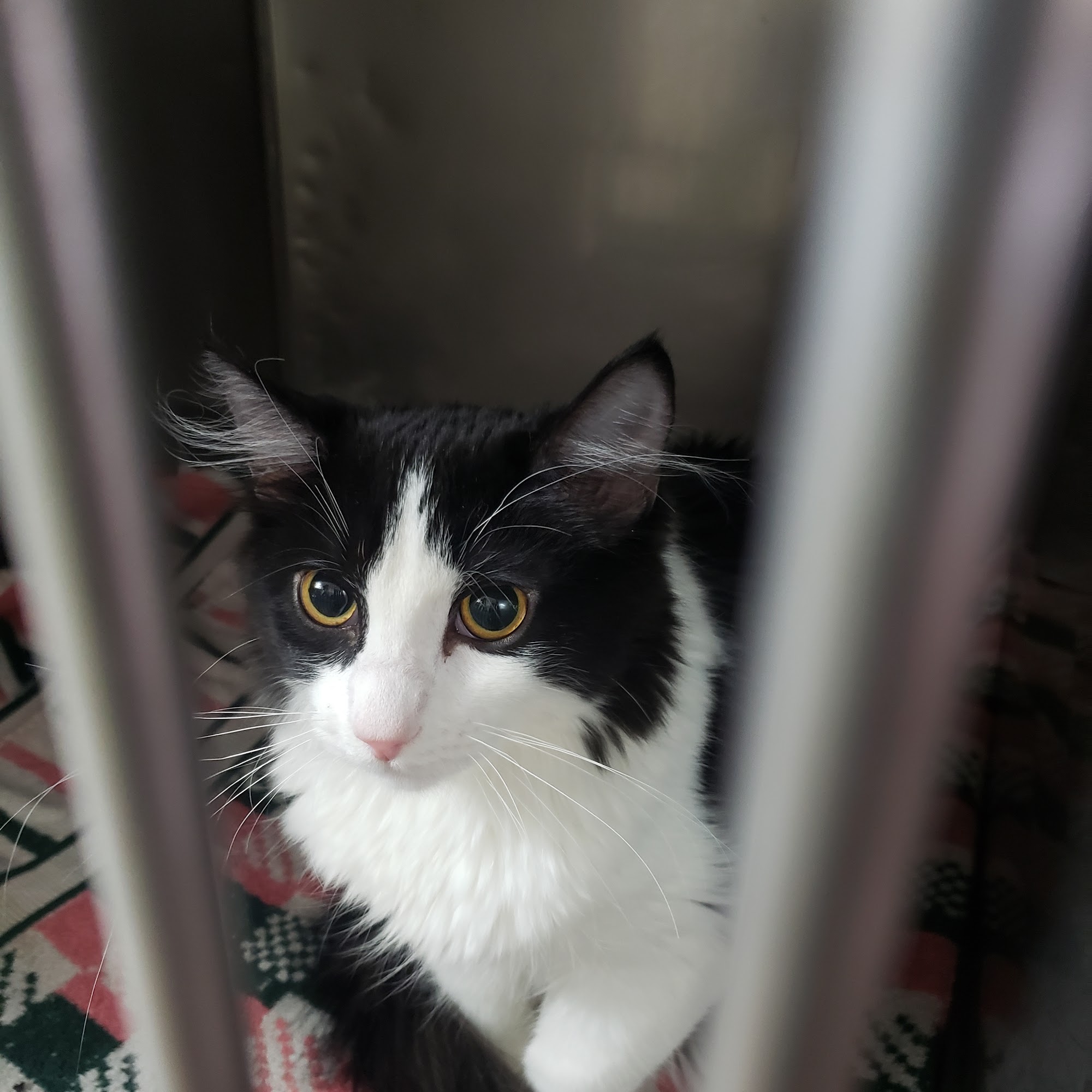 Cedar Ridge Animal Hospital Independence