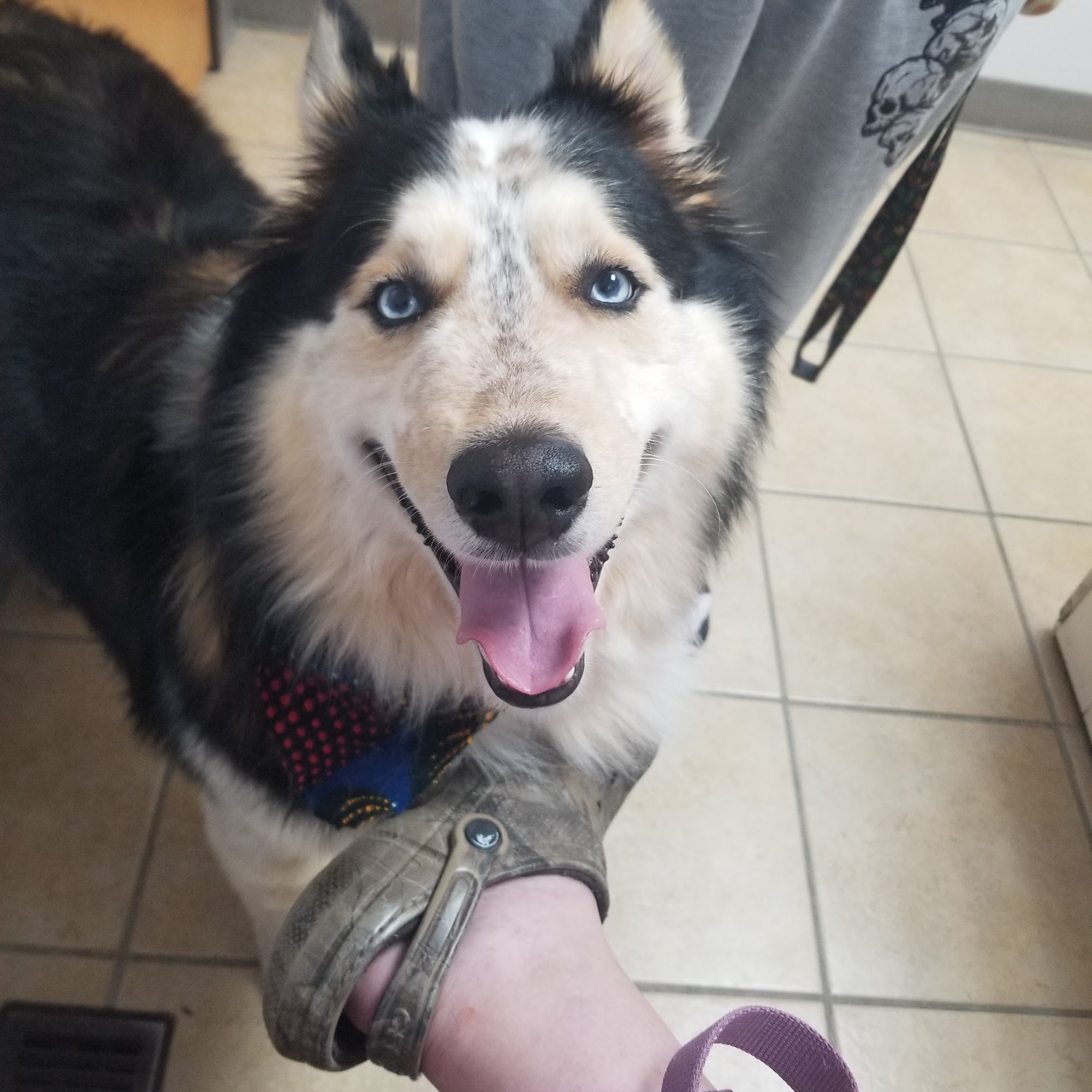 Animal Clinic of Susquehanna Independence