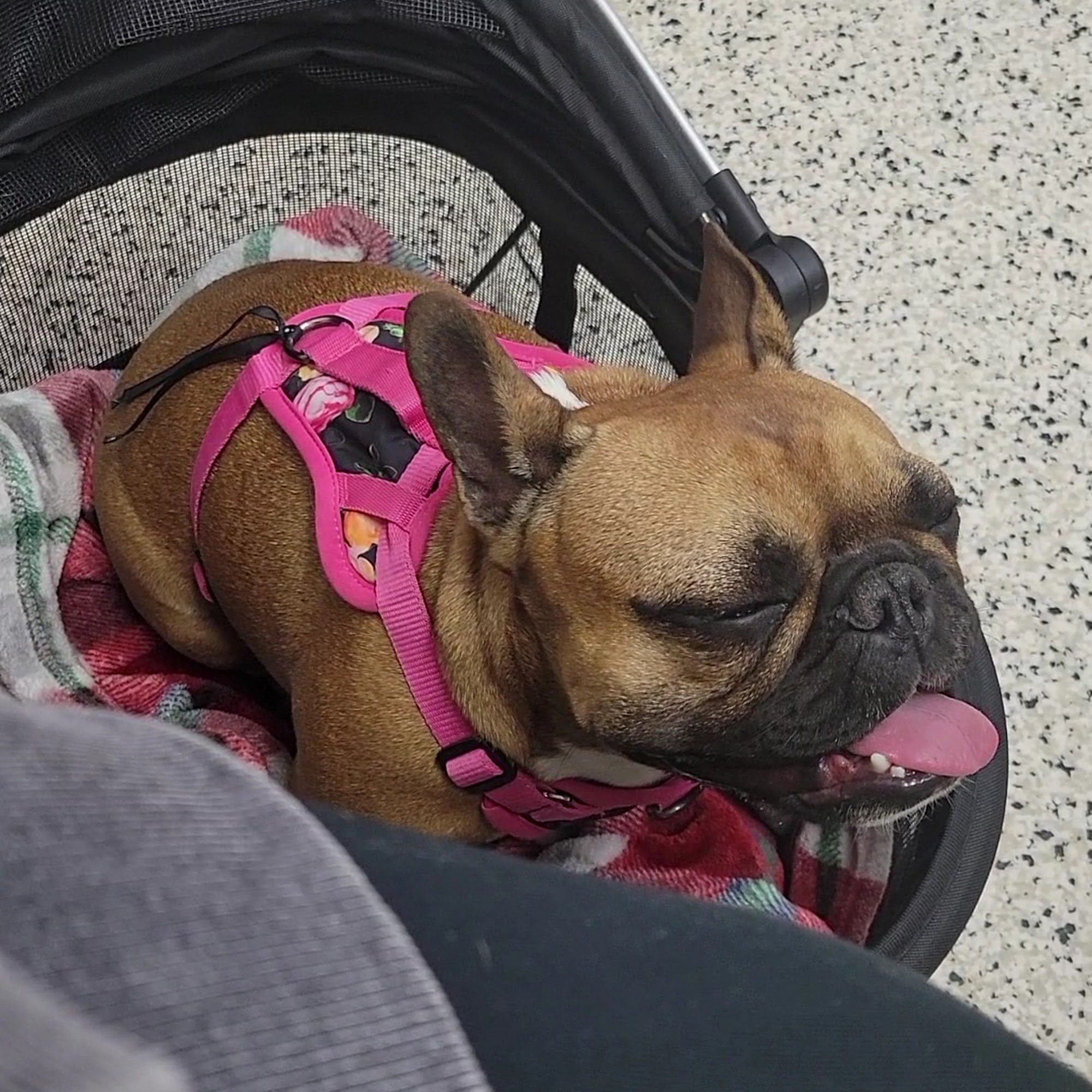 Hidden Valley Animal Hospital Independence