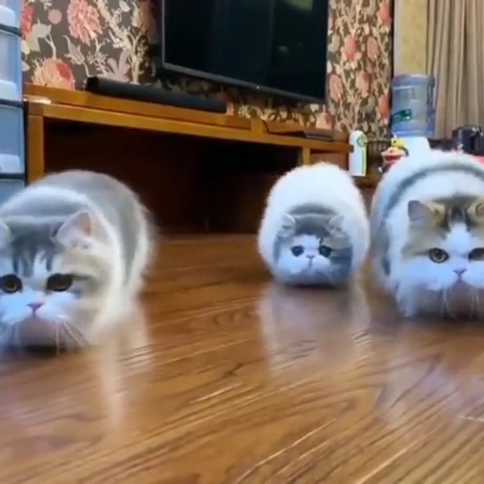 Crysler Animal Hospital Independence