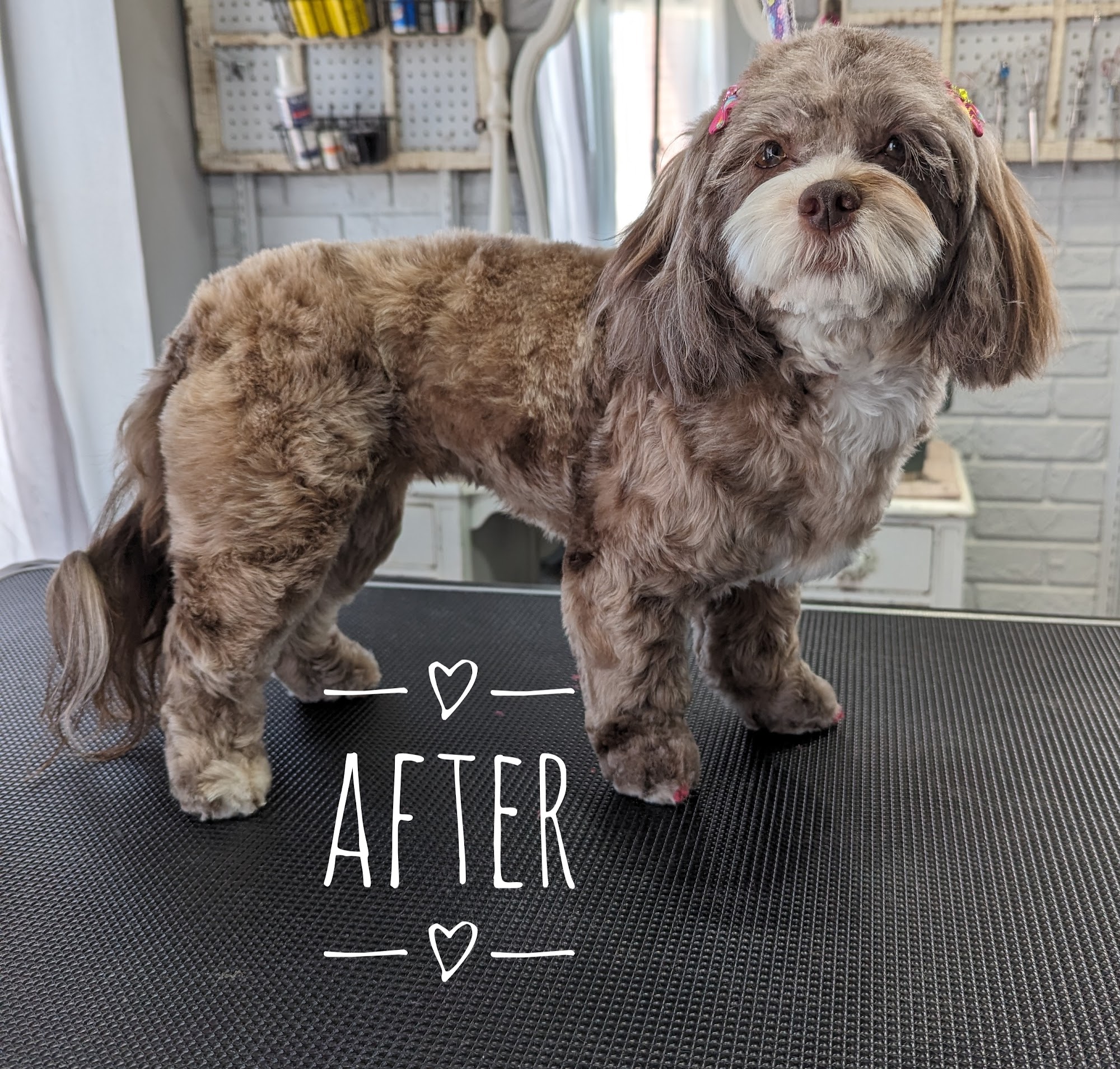 Xcel Pet Spa Independence