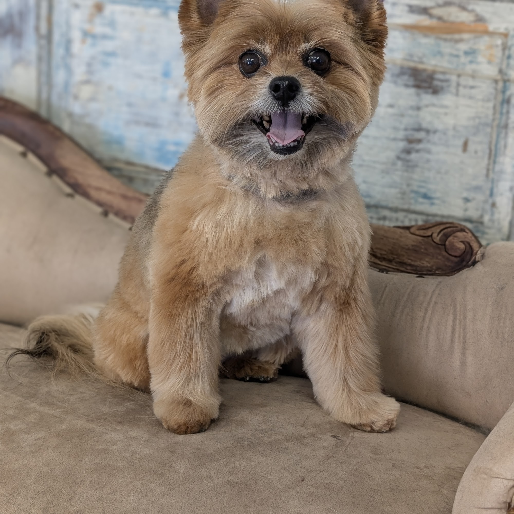 Xcel Pet Spa Independence