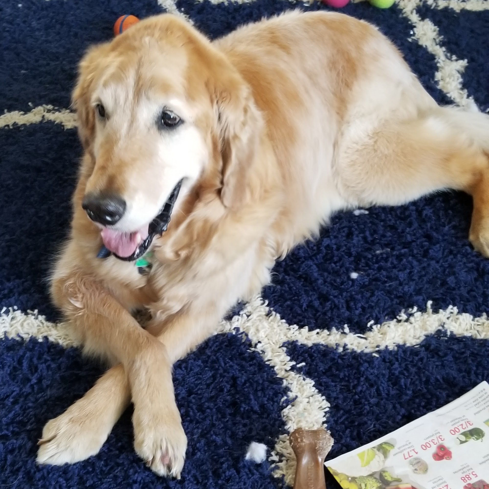 Deanna's Doggie Boutique Independence