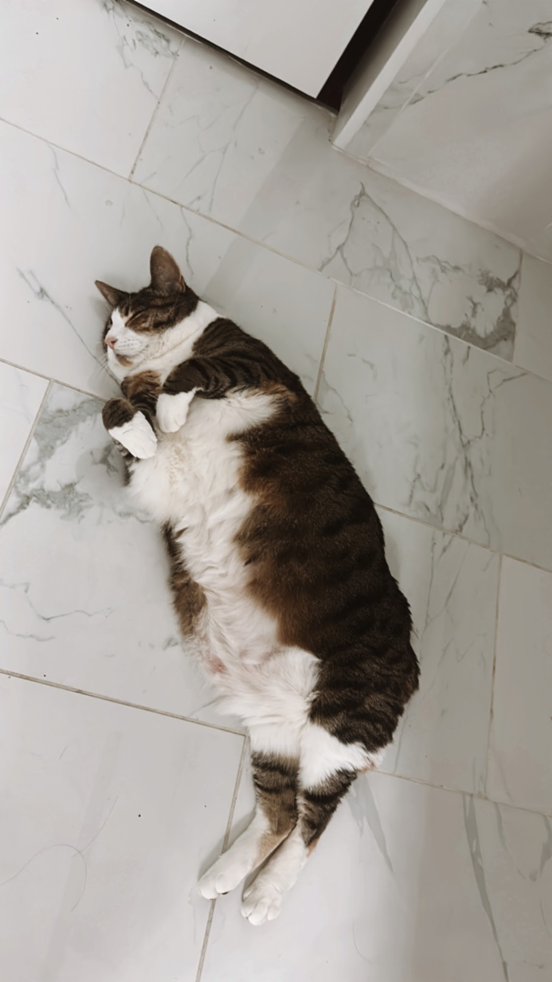 Jackson Veterinary Clinic Jackson