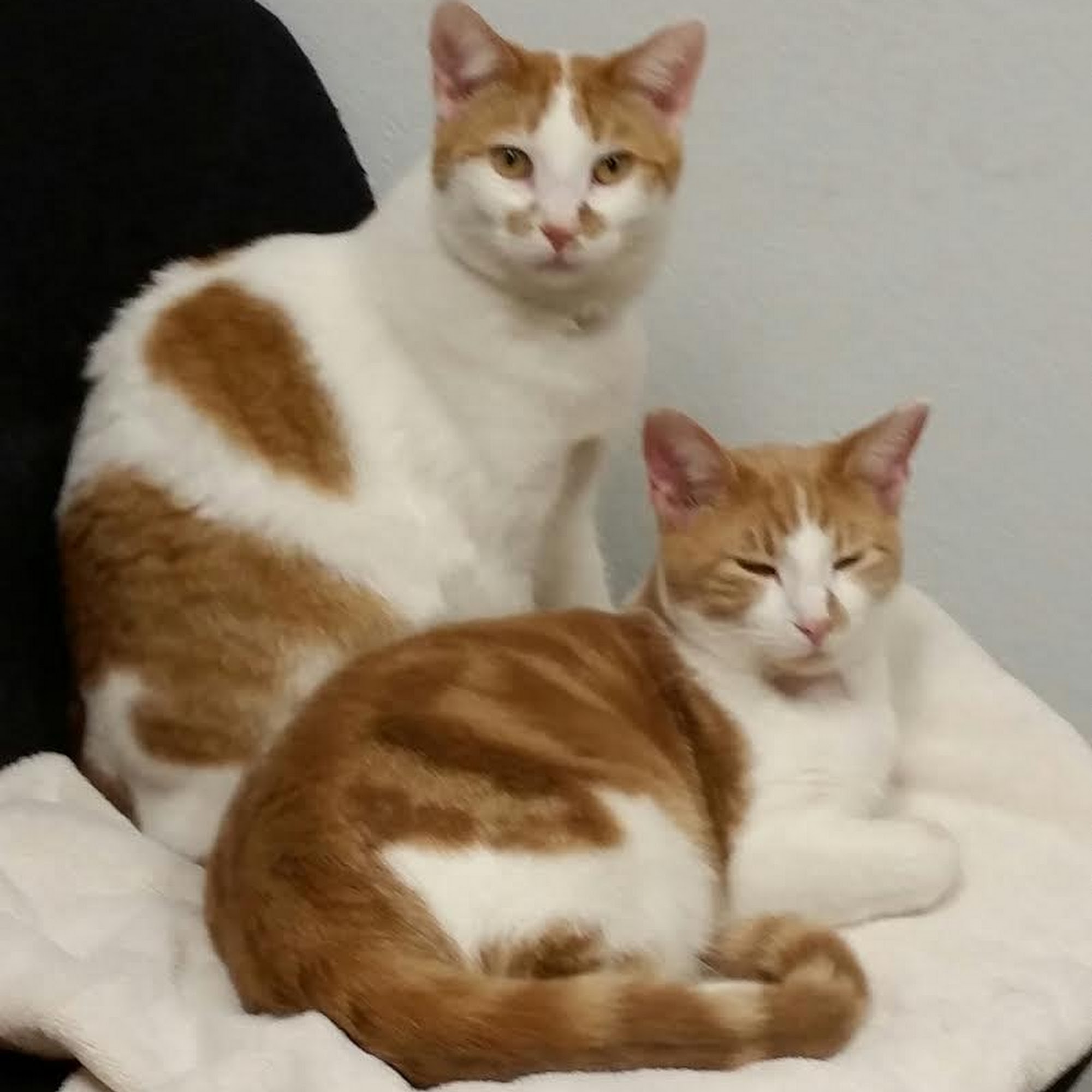 Westside Veterinary Clinic Jefferson City