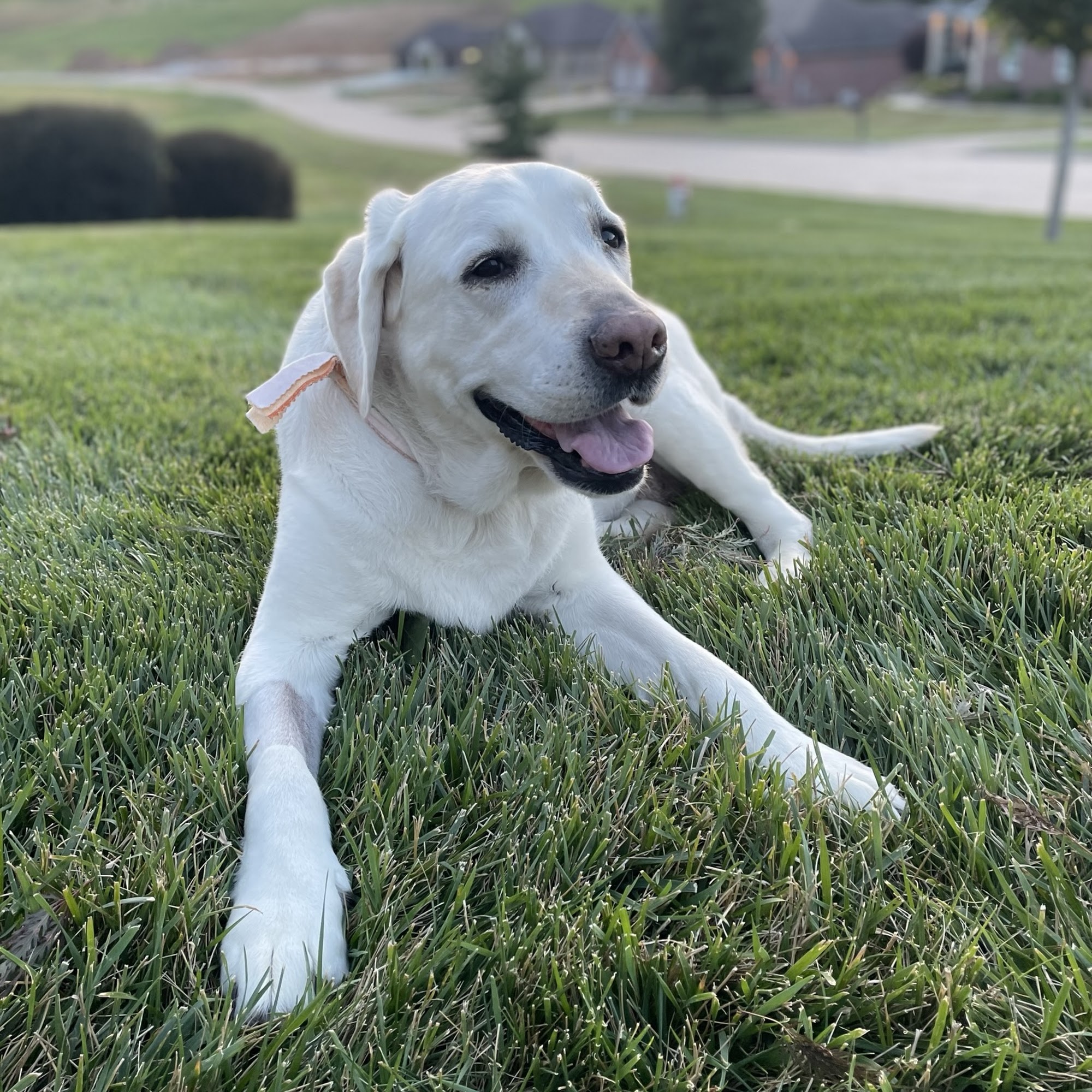 Animal Medical Center of Jefferson City Jefferson City