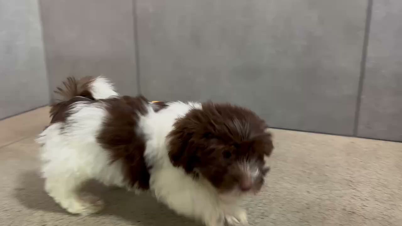 Petland Joplin Joplin