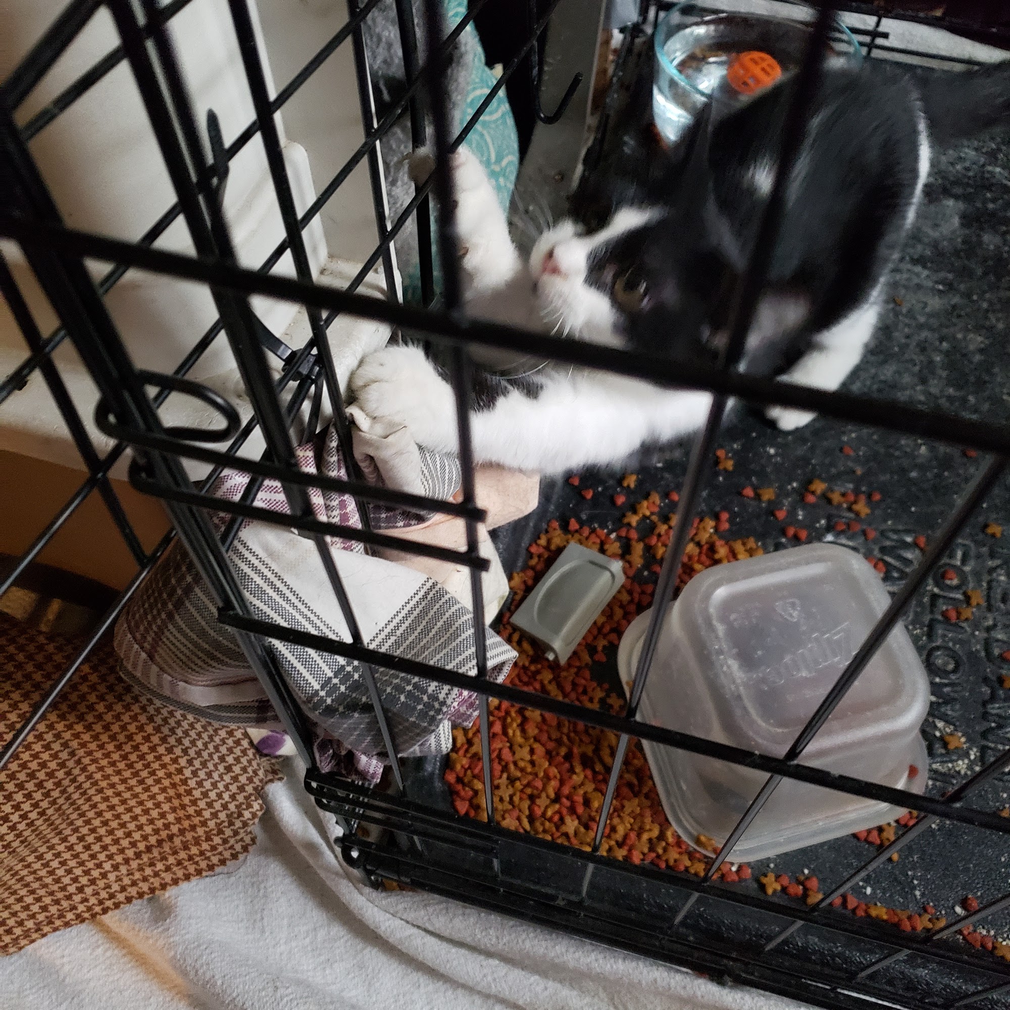 Animal Clinic Of The 4 States Joplin