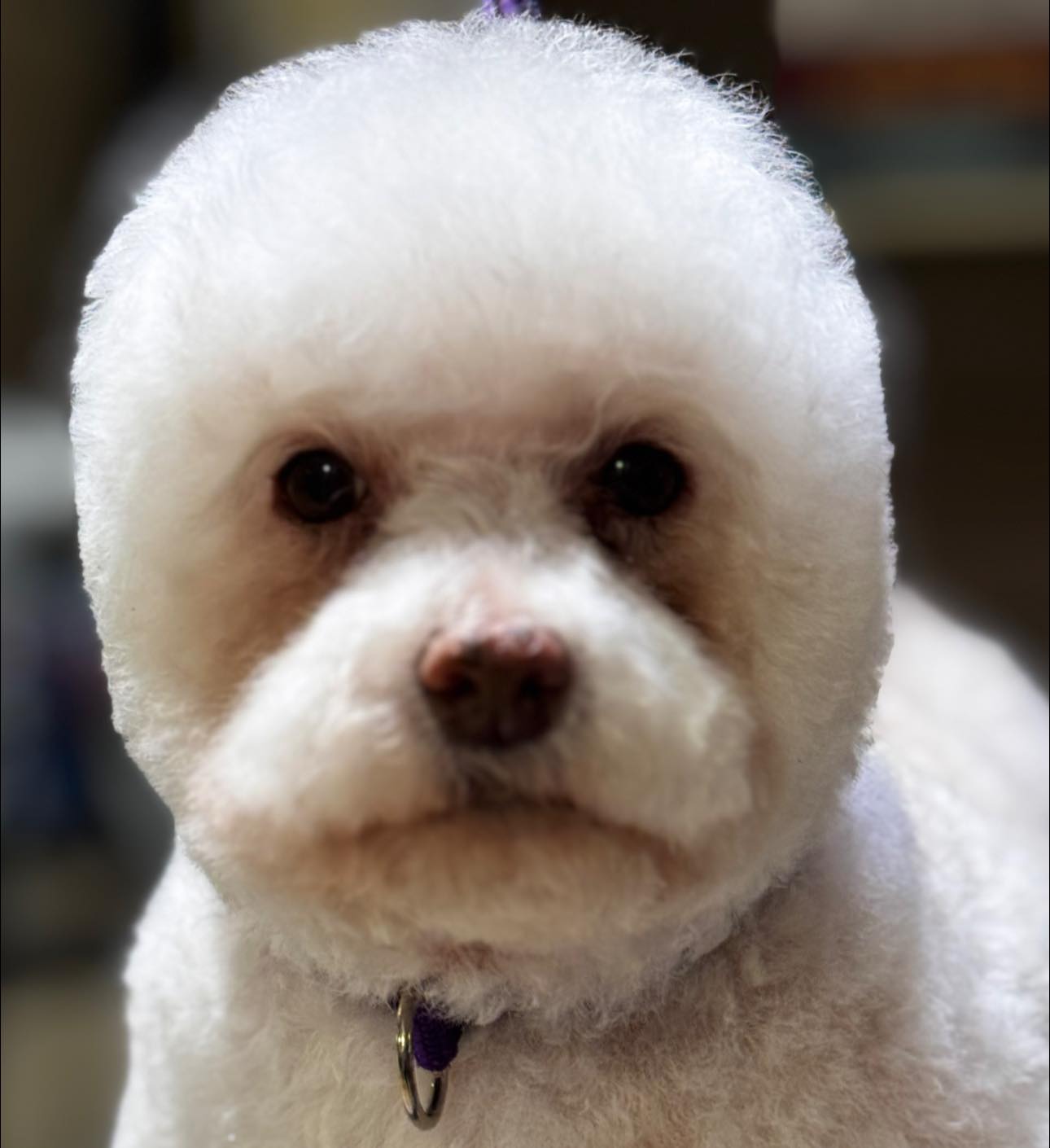 The Pampered Pooch Club Joplin