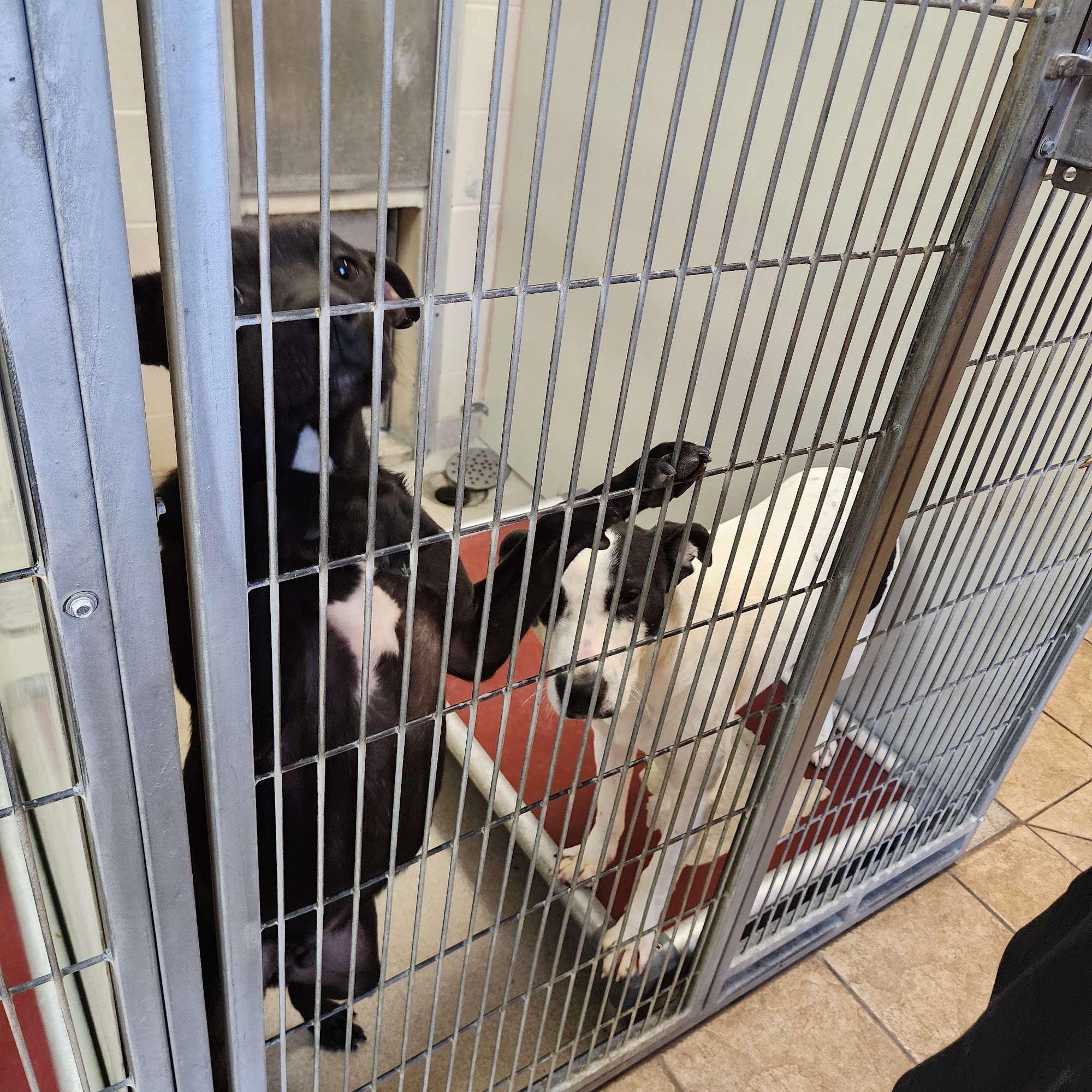 Joplin Humane Society Joplin