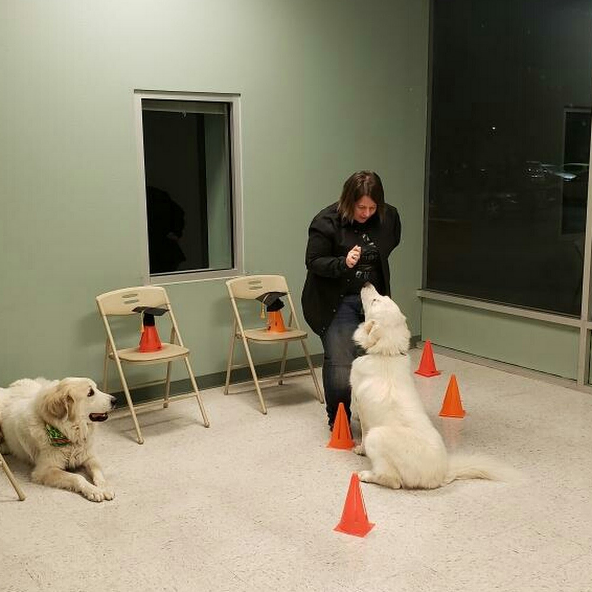 Remi's K9 Academy & Pet Resort, LLC