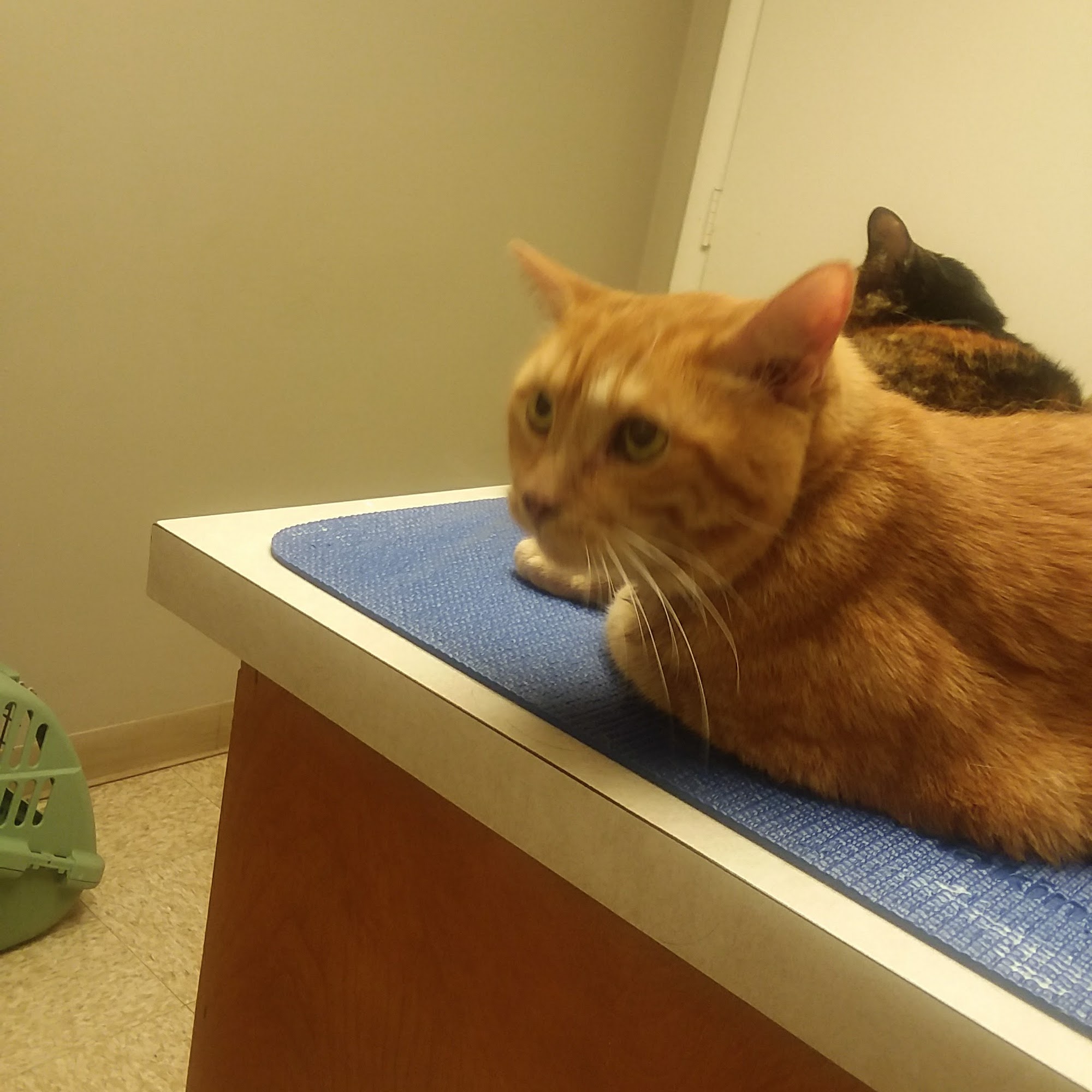 Noah's Ark Animal Clinic Kansas City