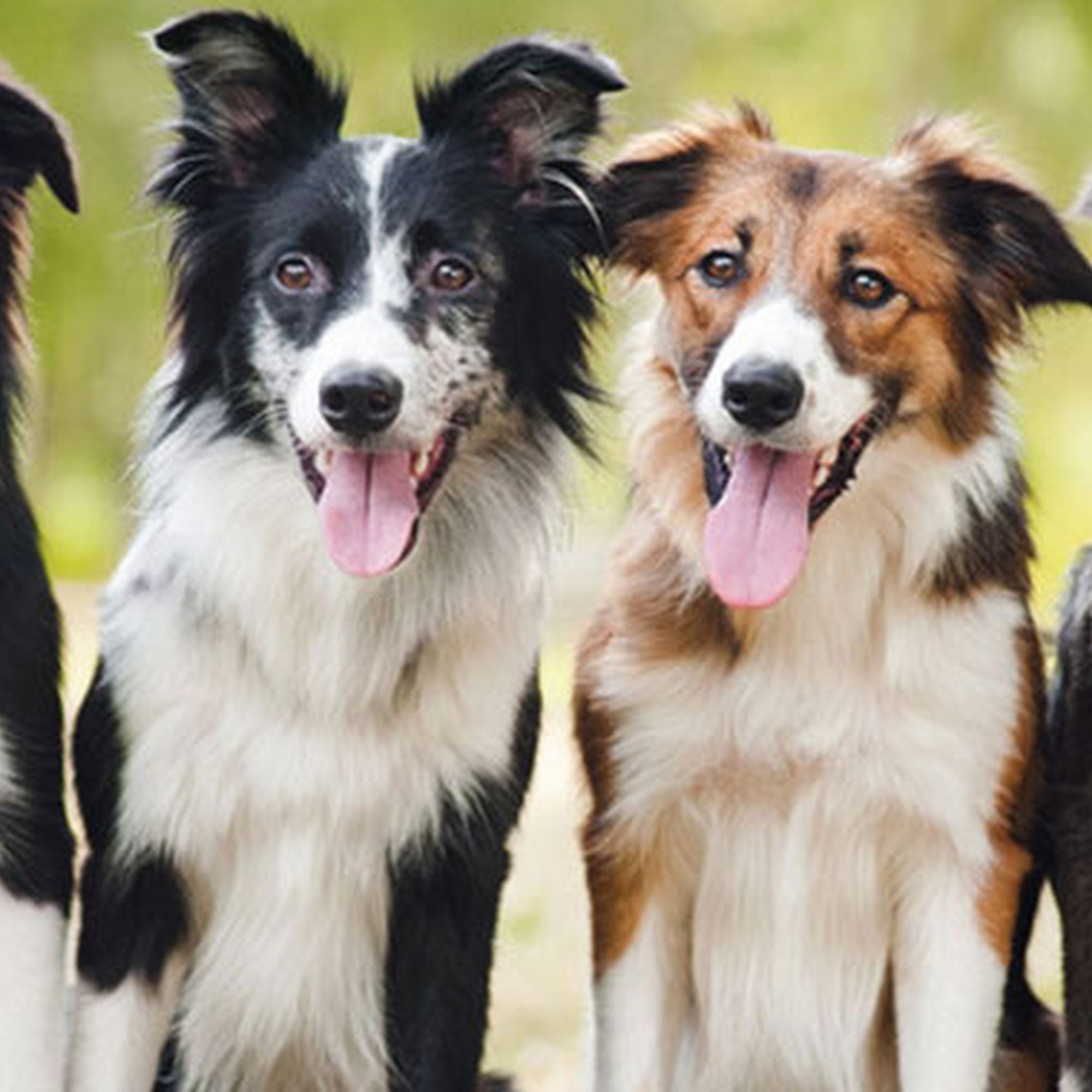 Red Bridge Animal Clinic Kansas City