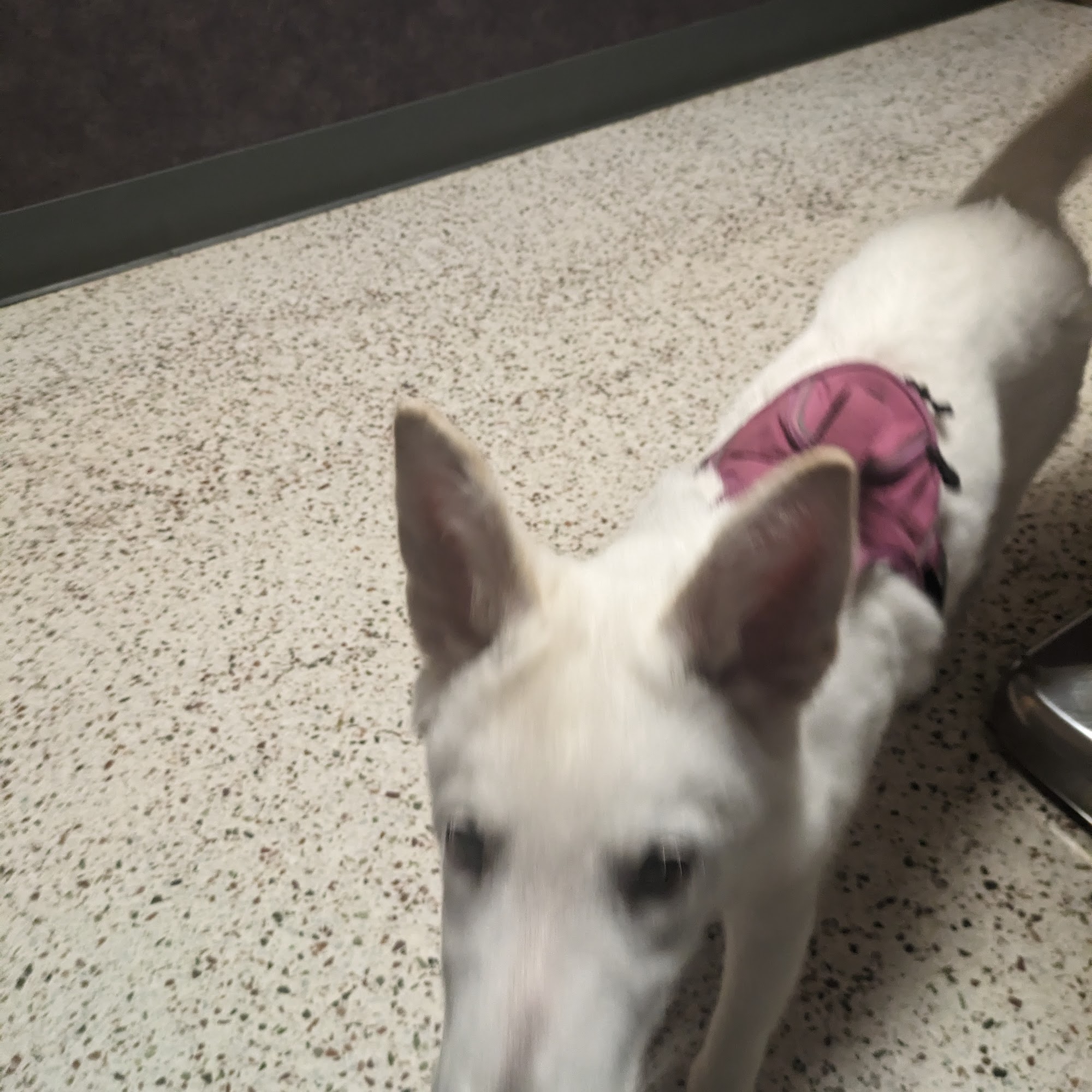 Claycomo Animal Hospital Kansas City