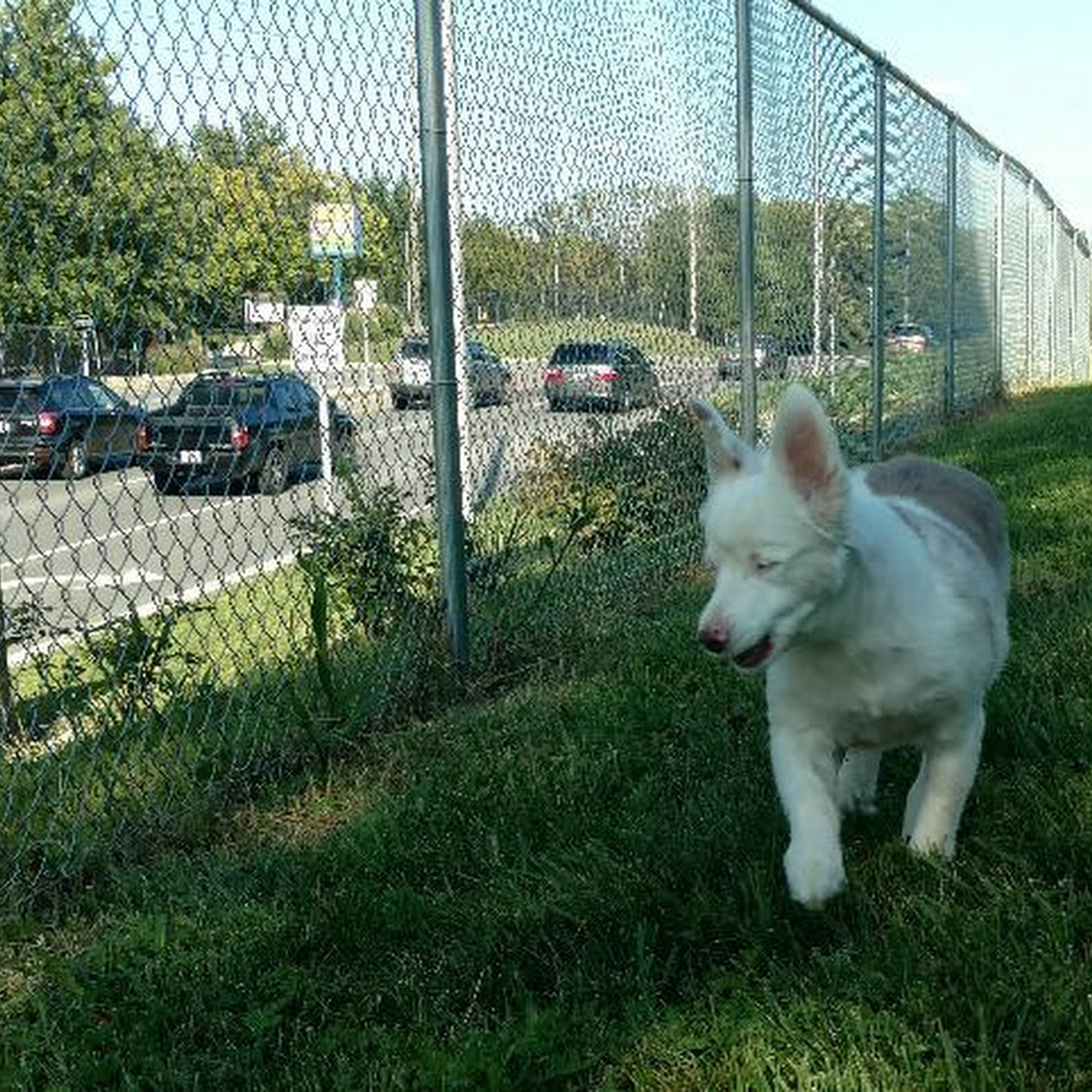 Arrowhead Veterinary Services Kansas City