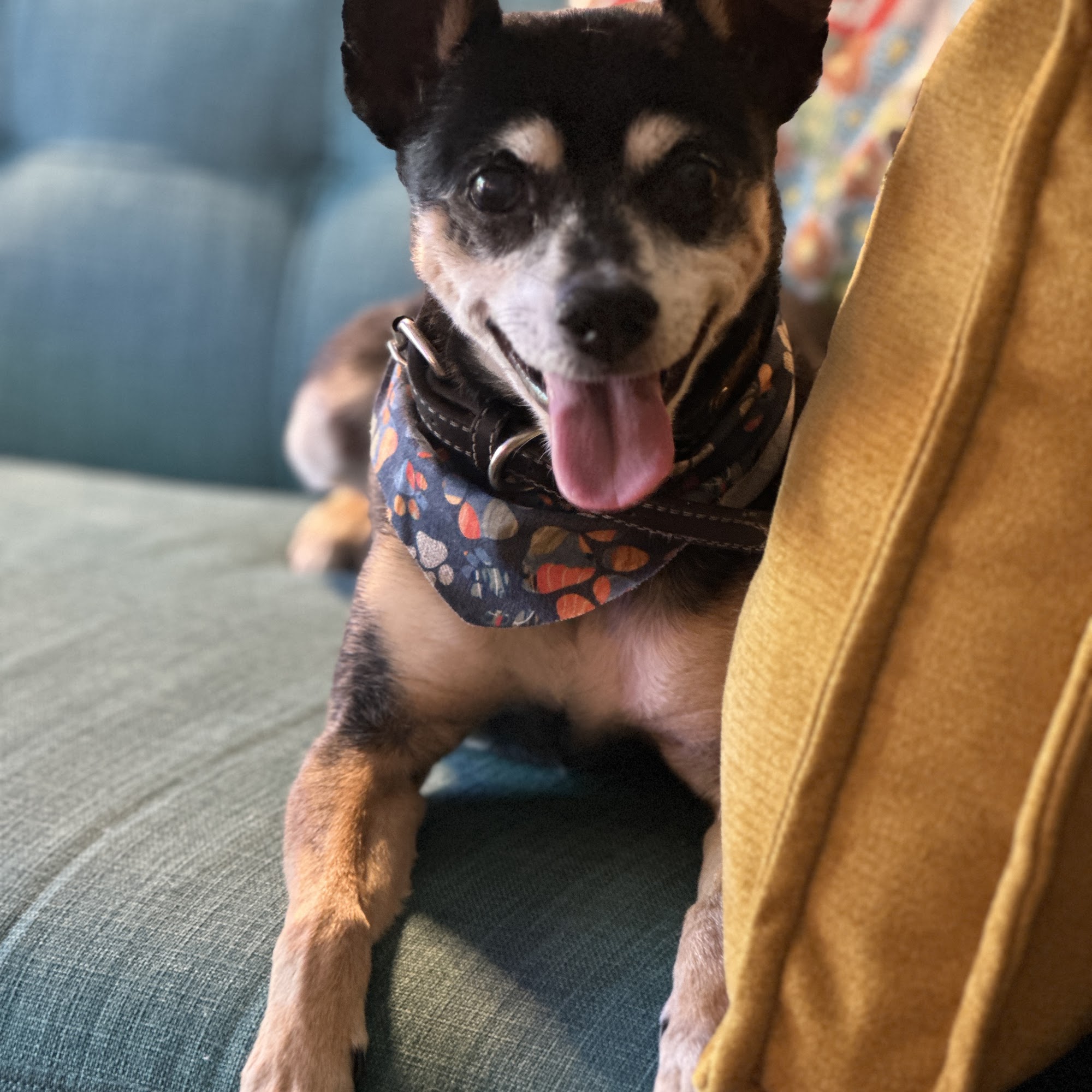 Country Kennels Kansas City