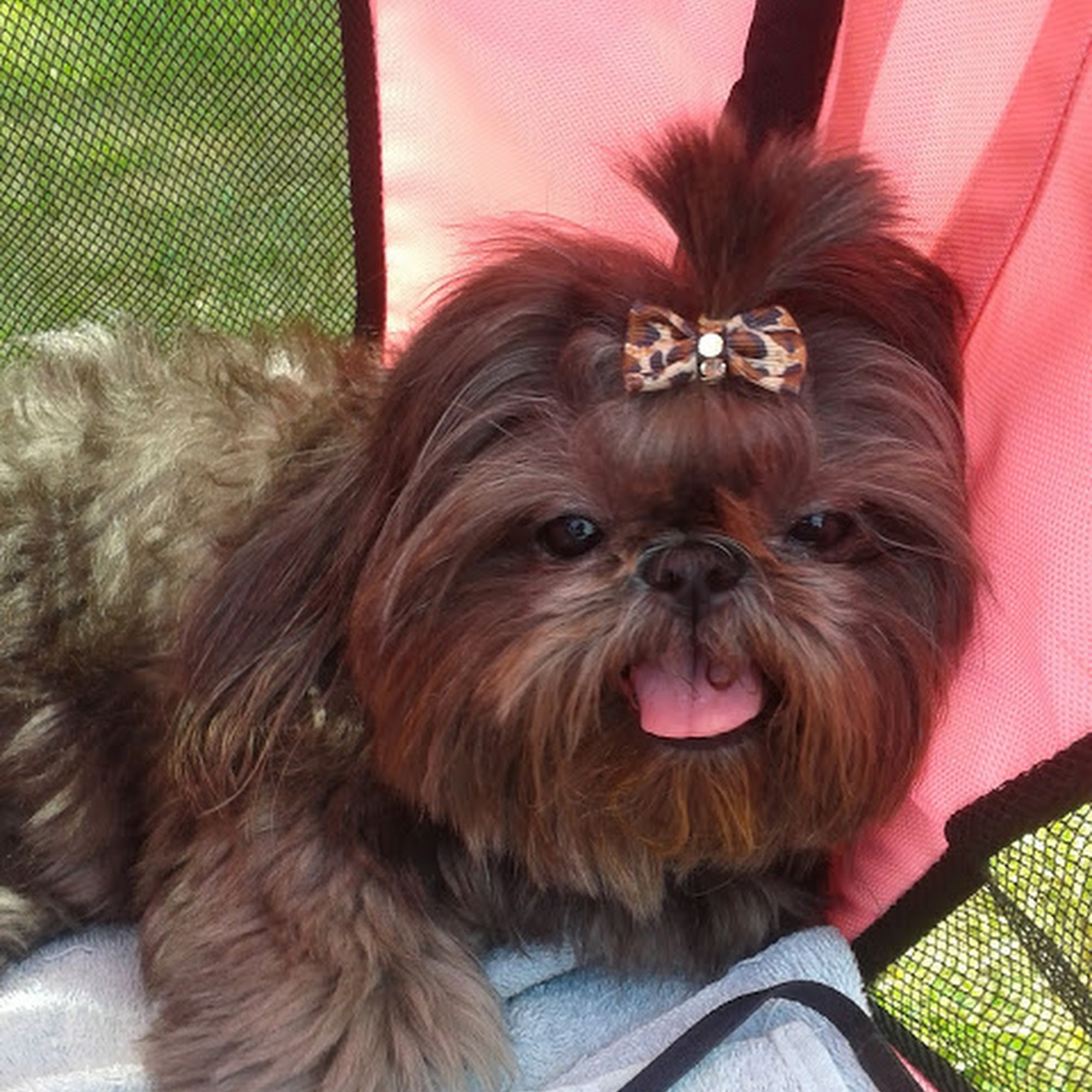 Antioch Dog and Cat Hospital Kansas City