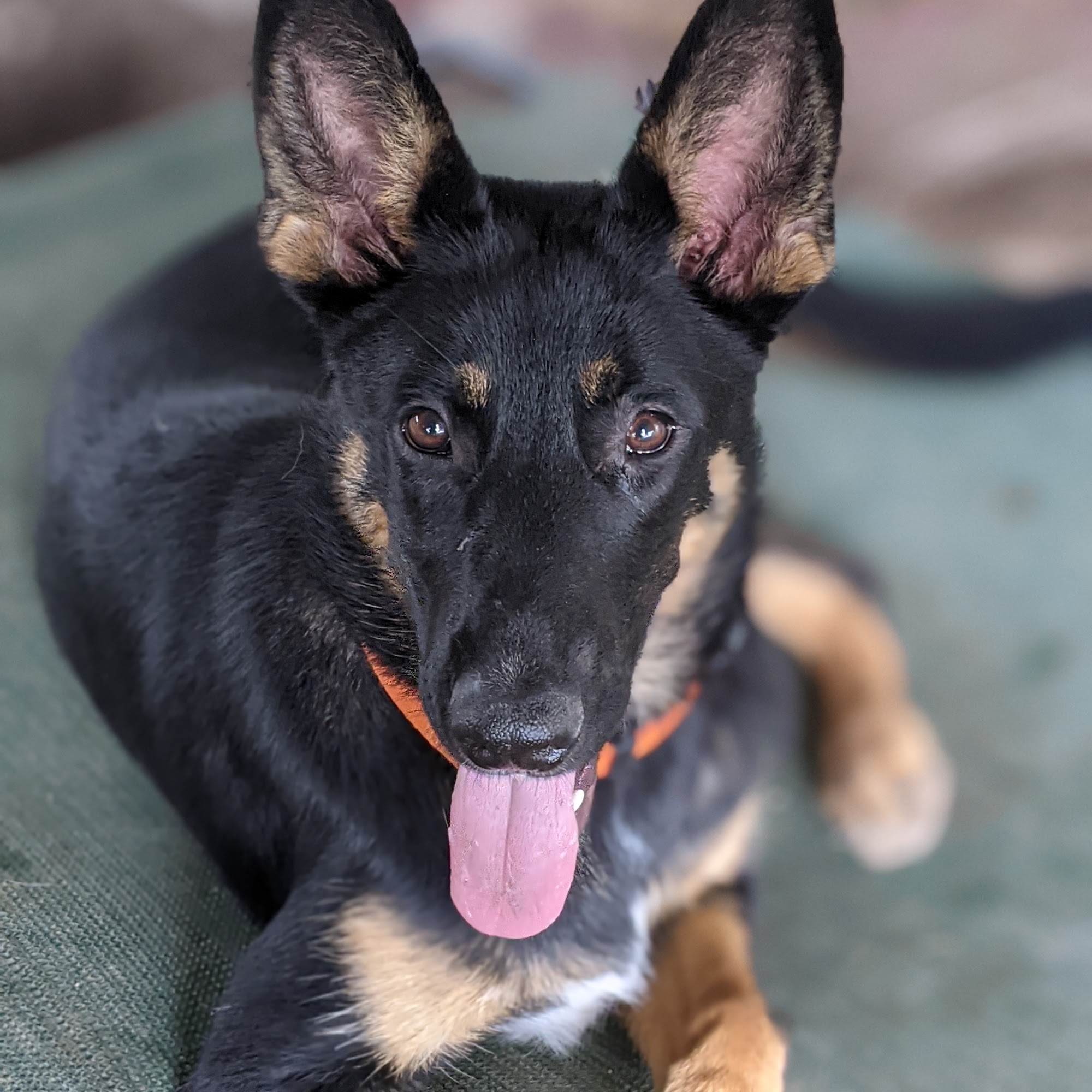 Red Bridge - Winding River Pet Village Kansas City