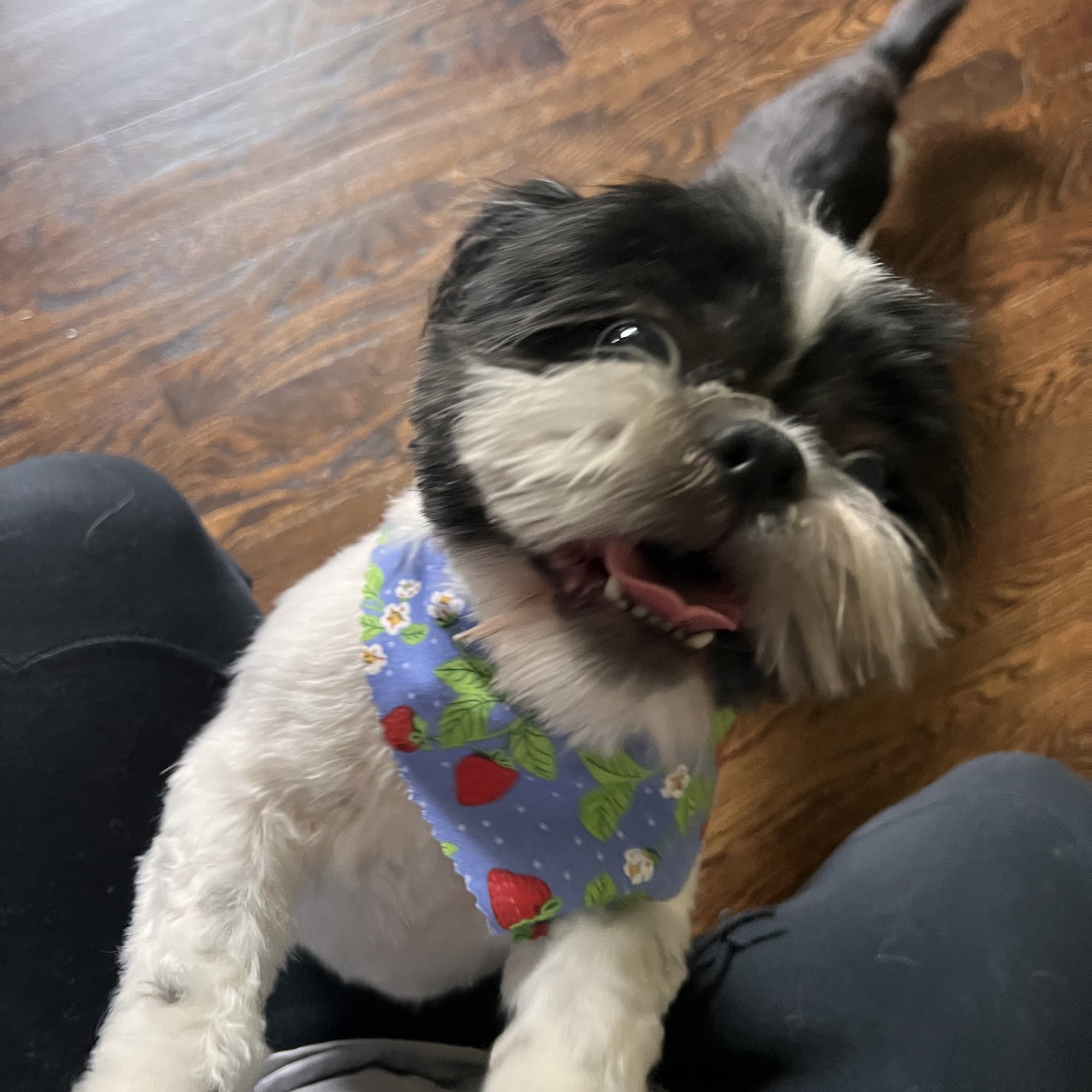 Wagging Tails Pet Spa Kansas City