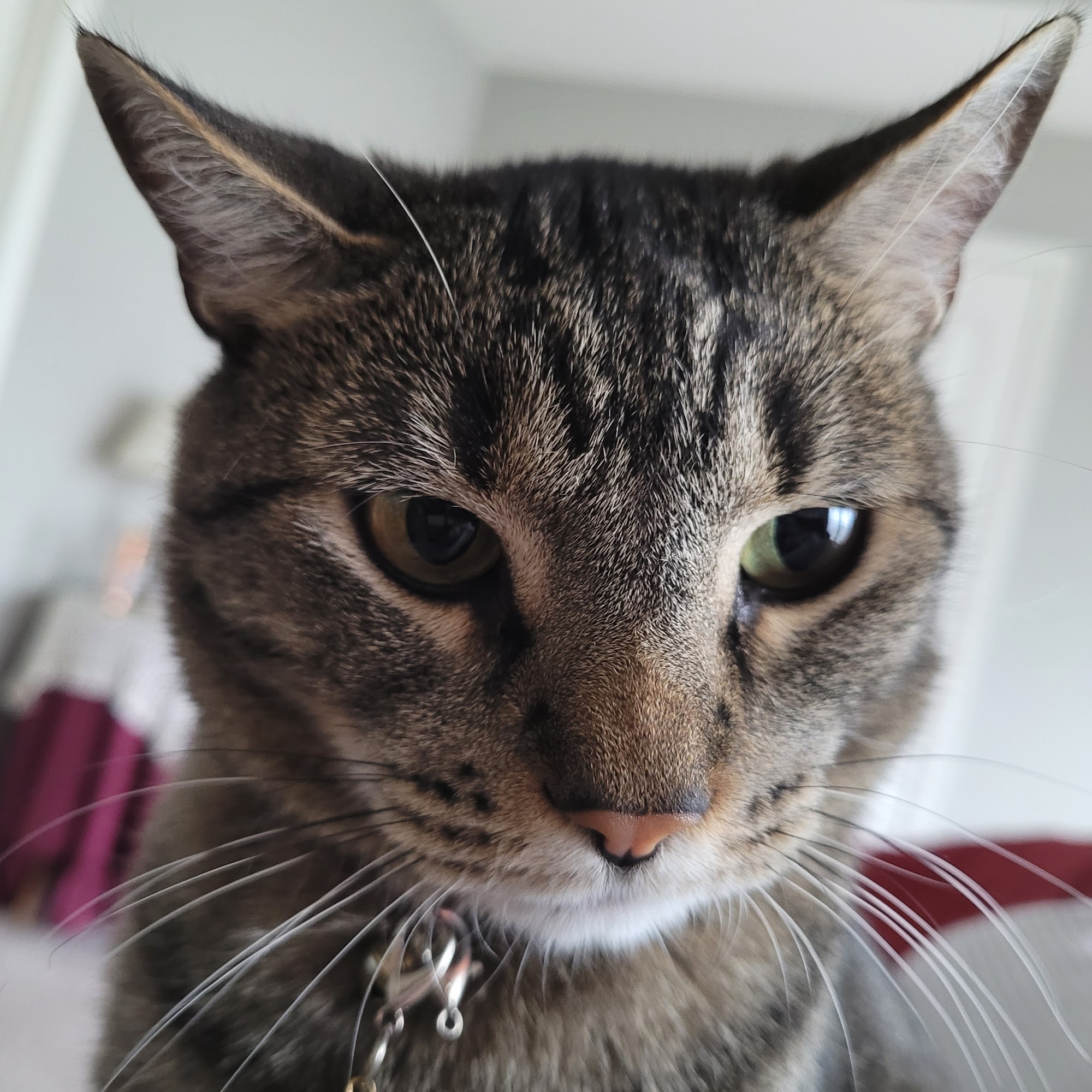 Pete & Mac's Pet Resorts Kansas City