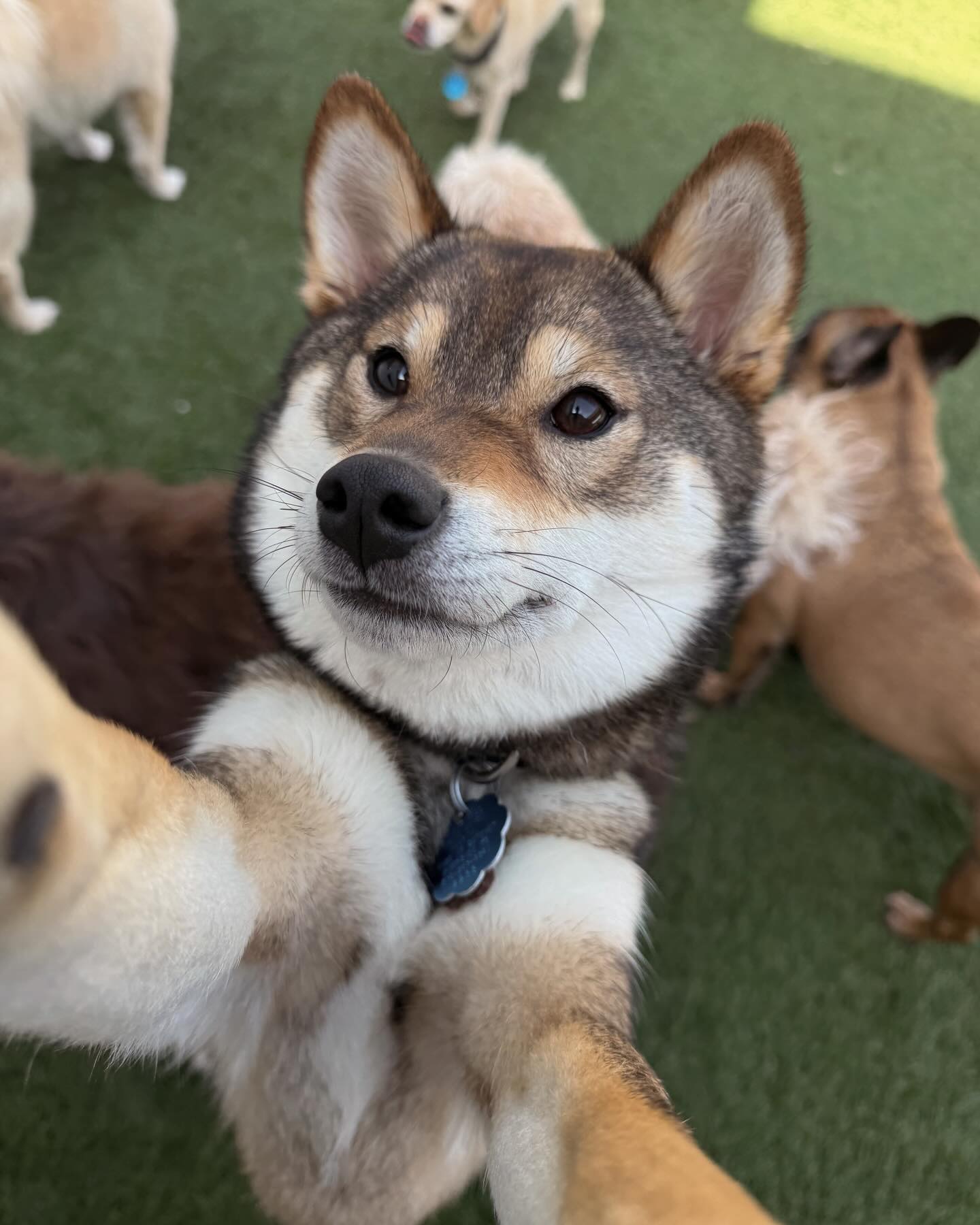 CITYDOGs KC Kansas City