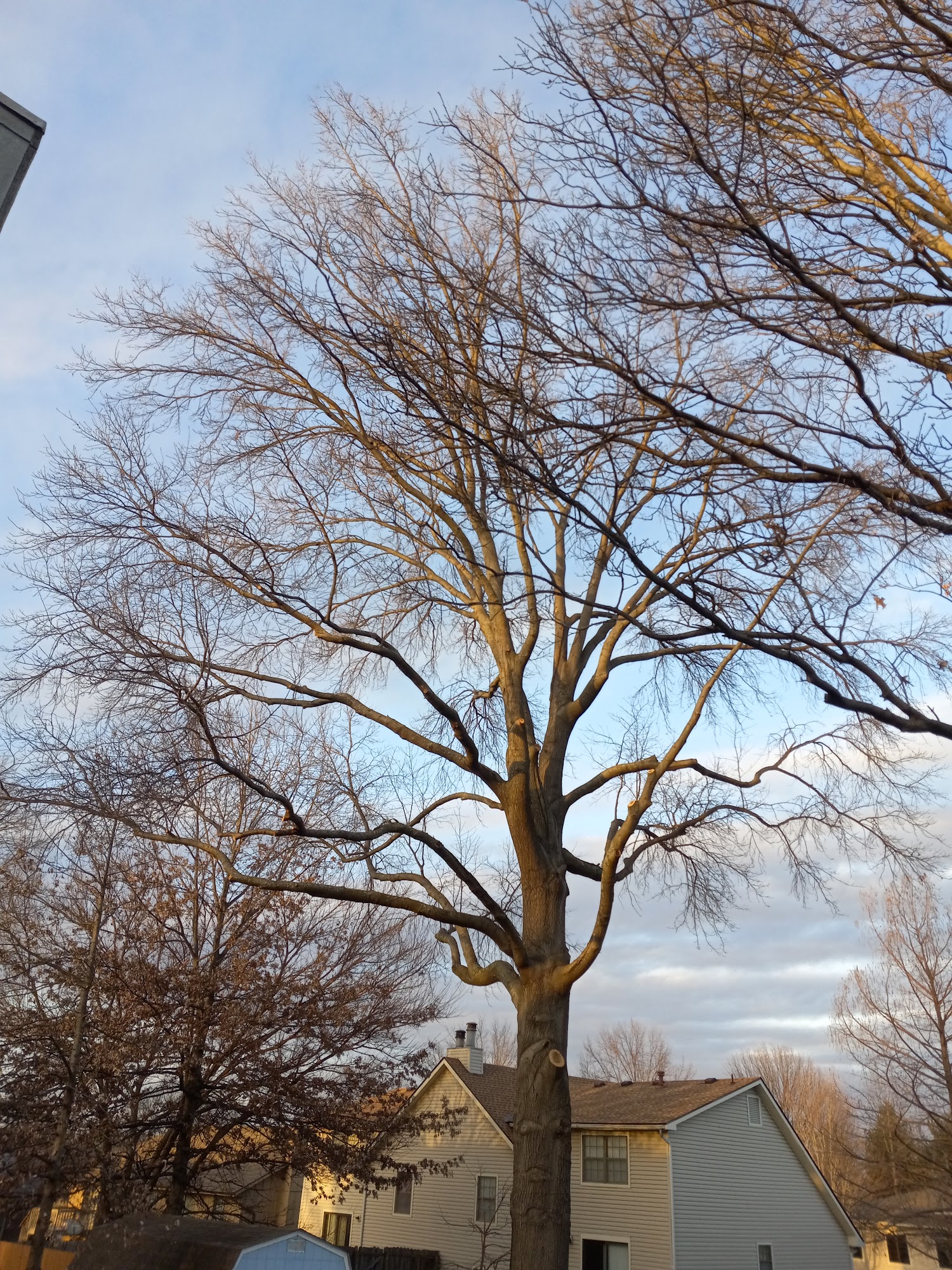 Price Is Right Tree Care