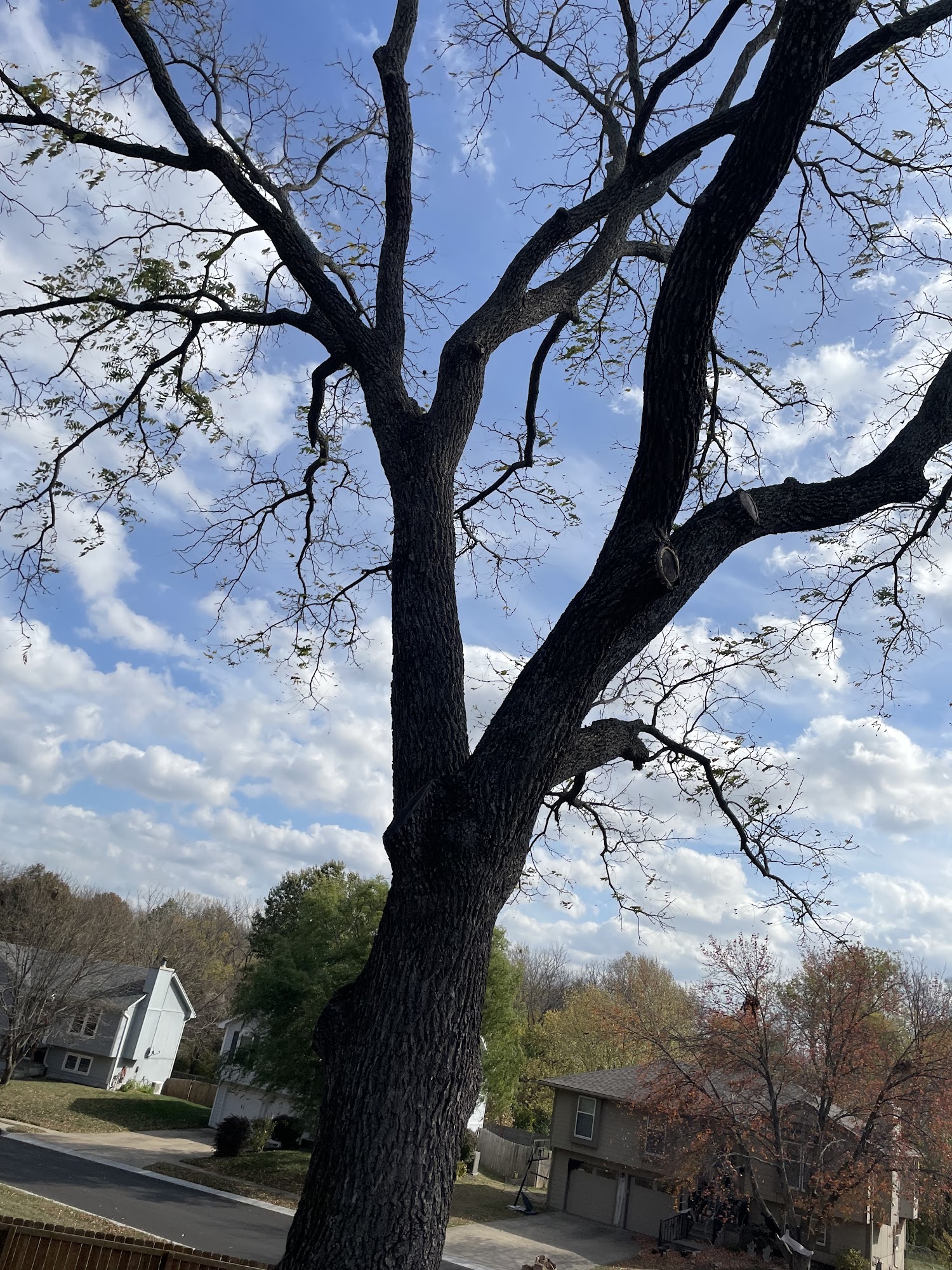 Price Is Right Tree Care