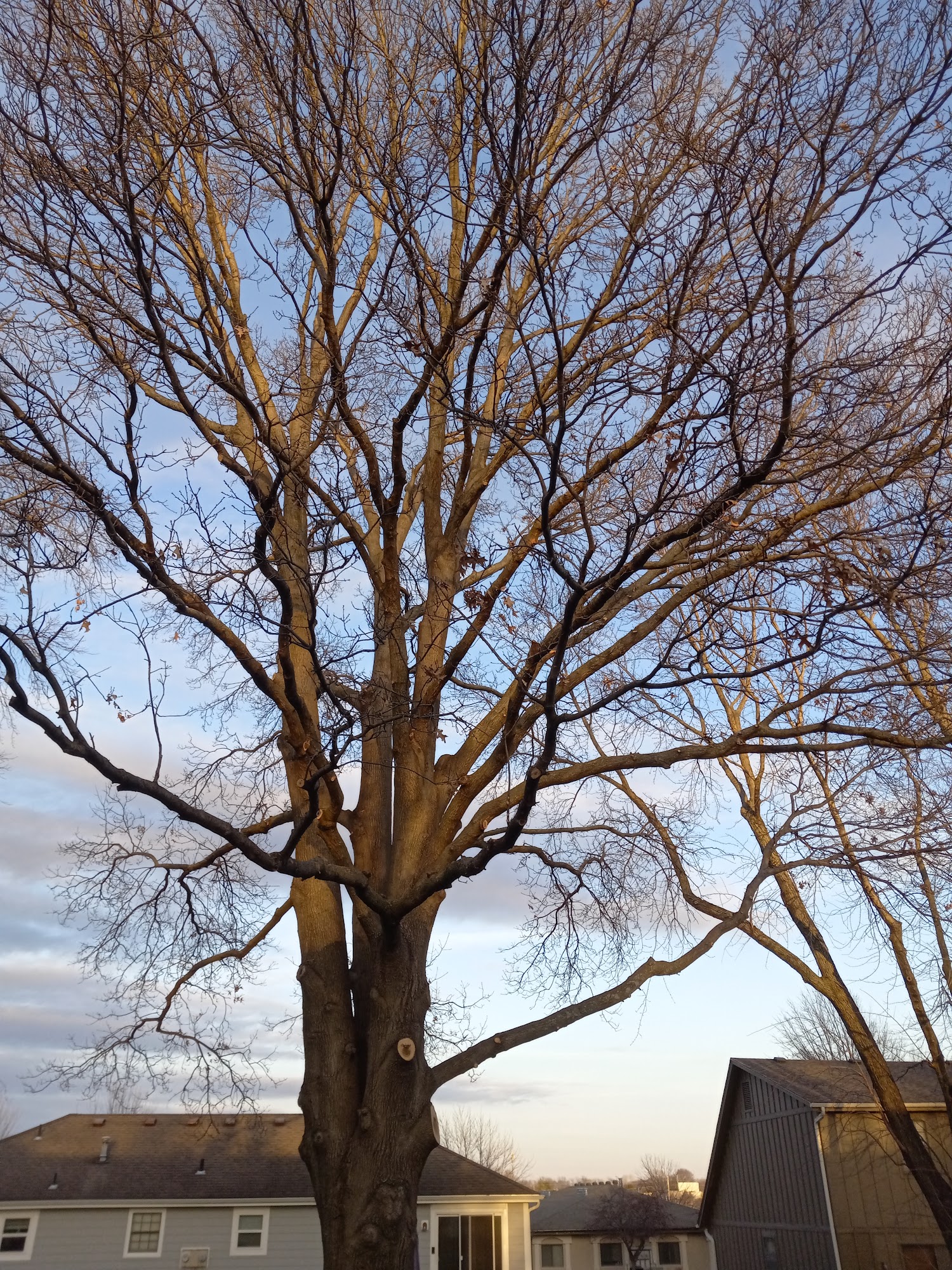 Price Is Right Tree Care