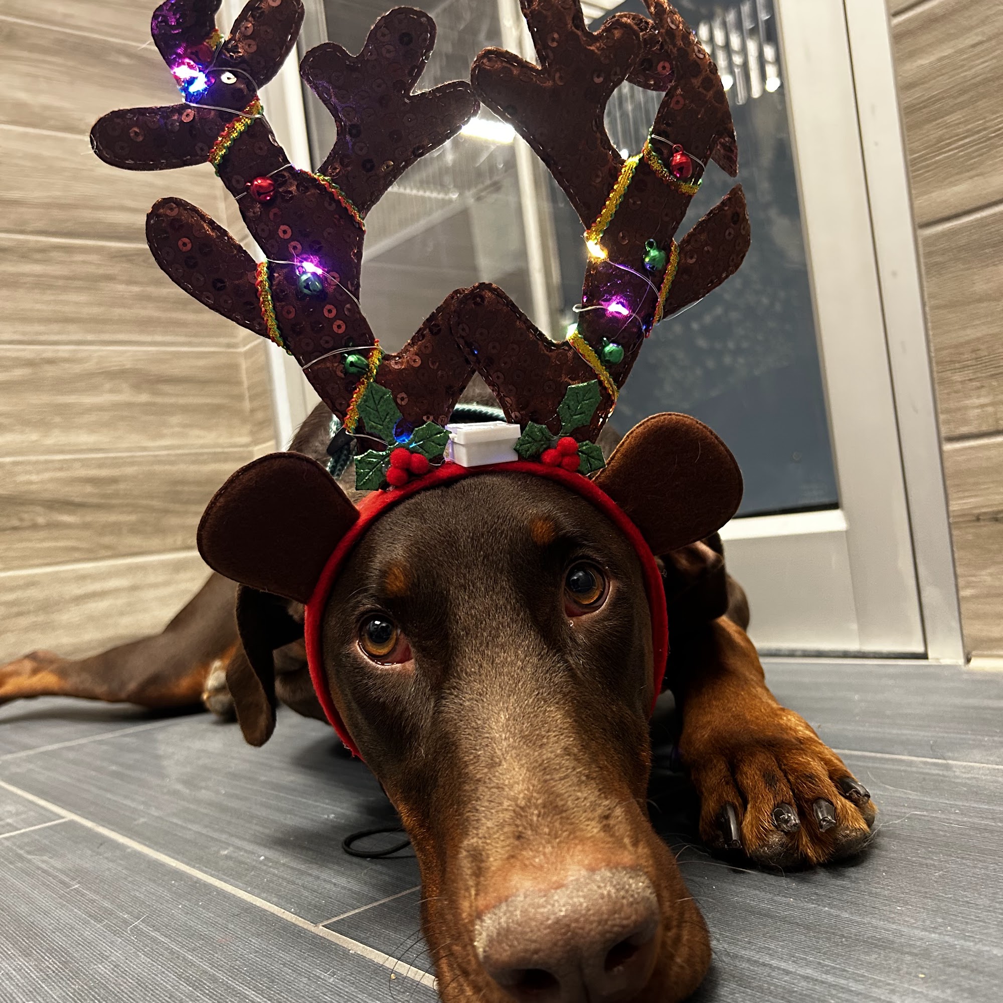 Camp Bow Wow Kansas City