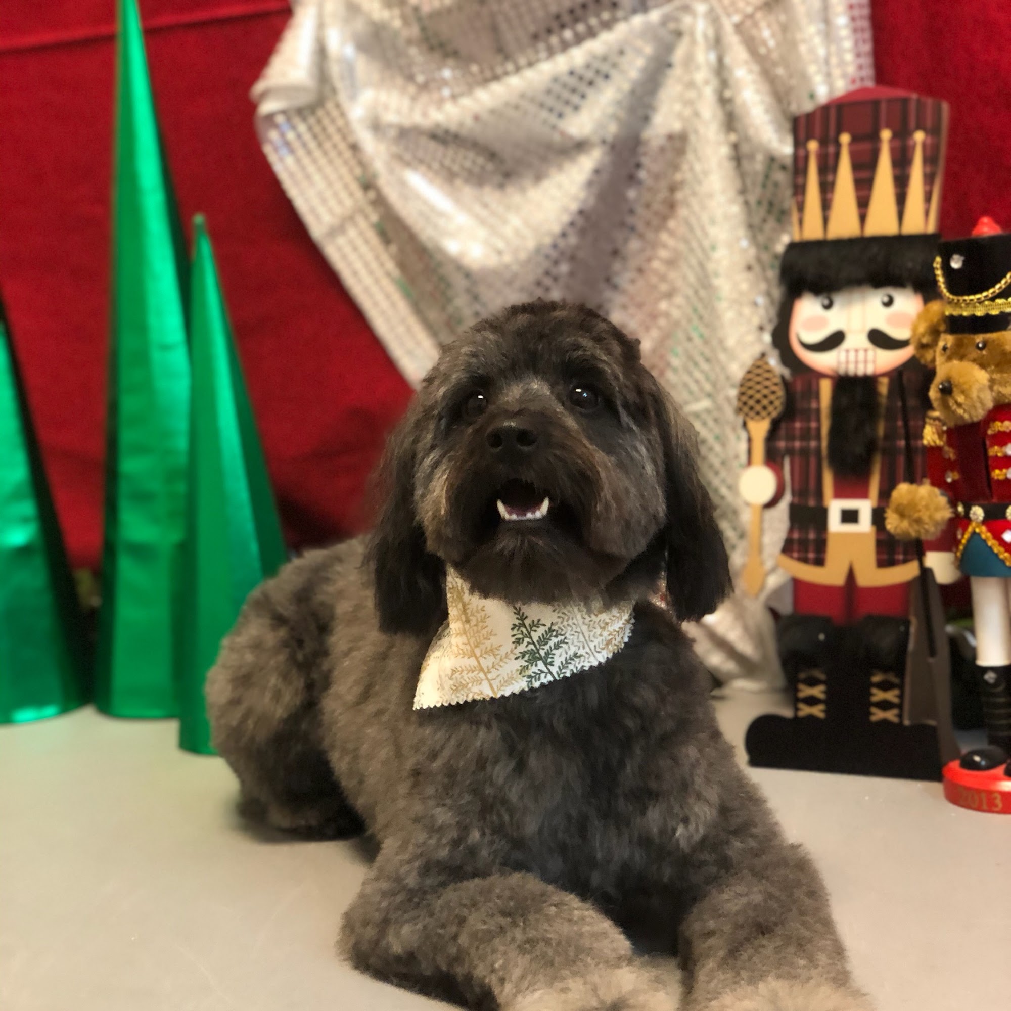 Petcetera Kansas City