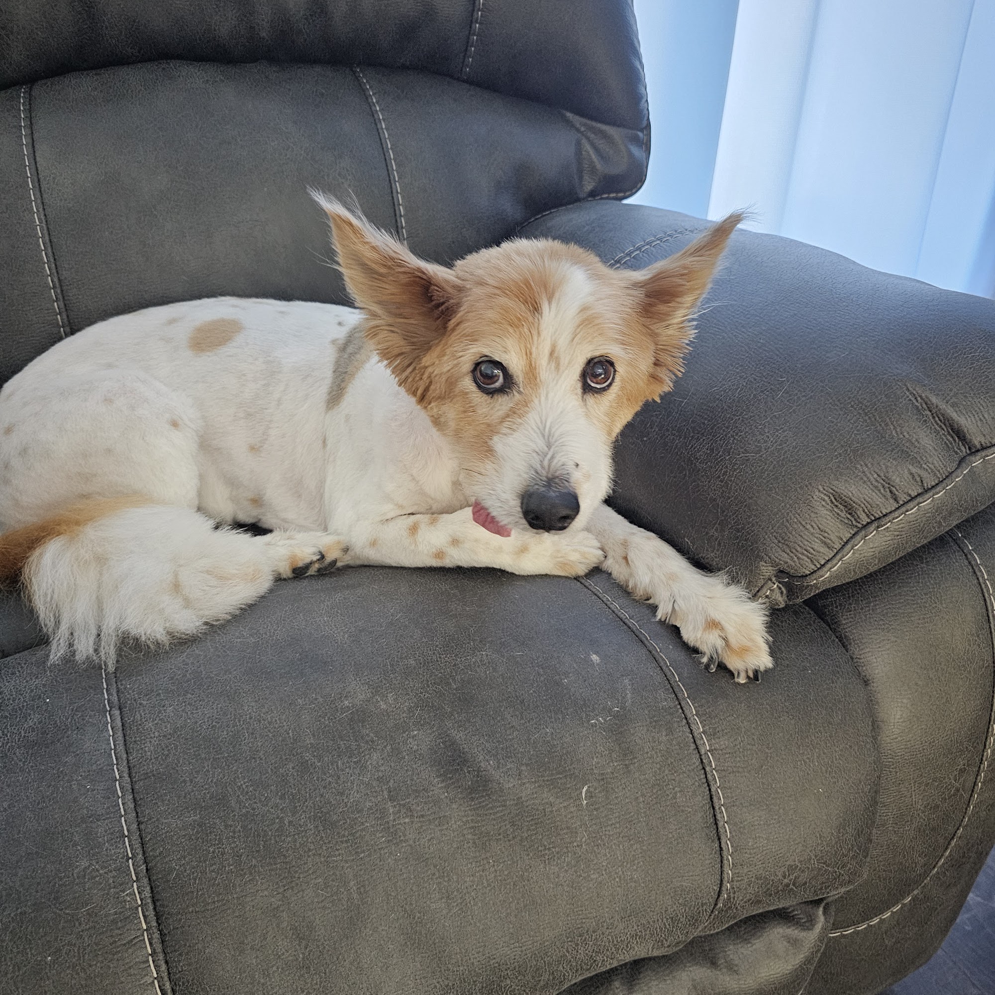 EarthWise Pet Supply & Grooming - Kansas City