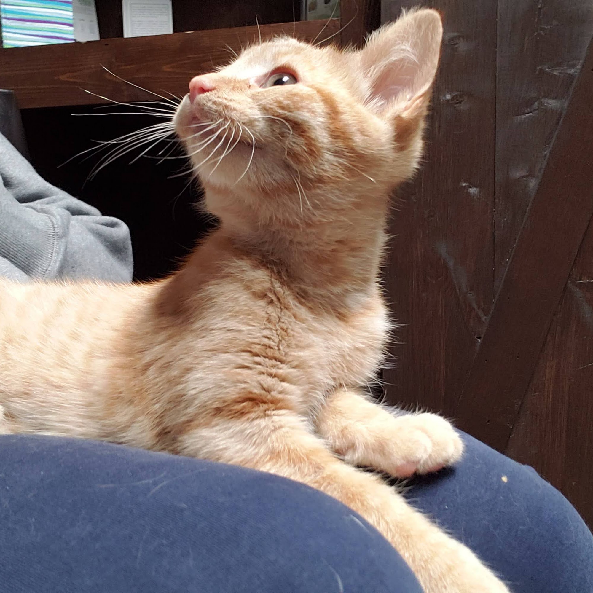 The Animal Clinic of Kearney Kearney