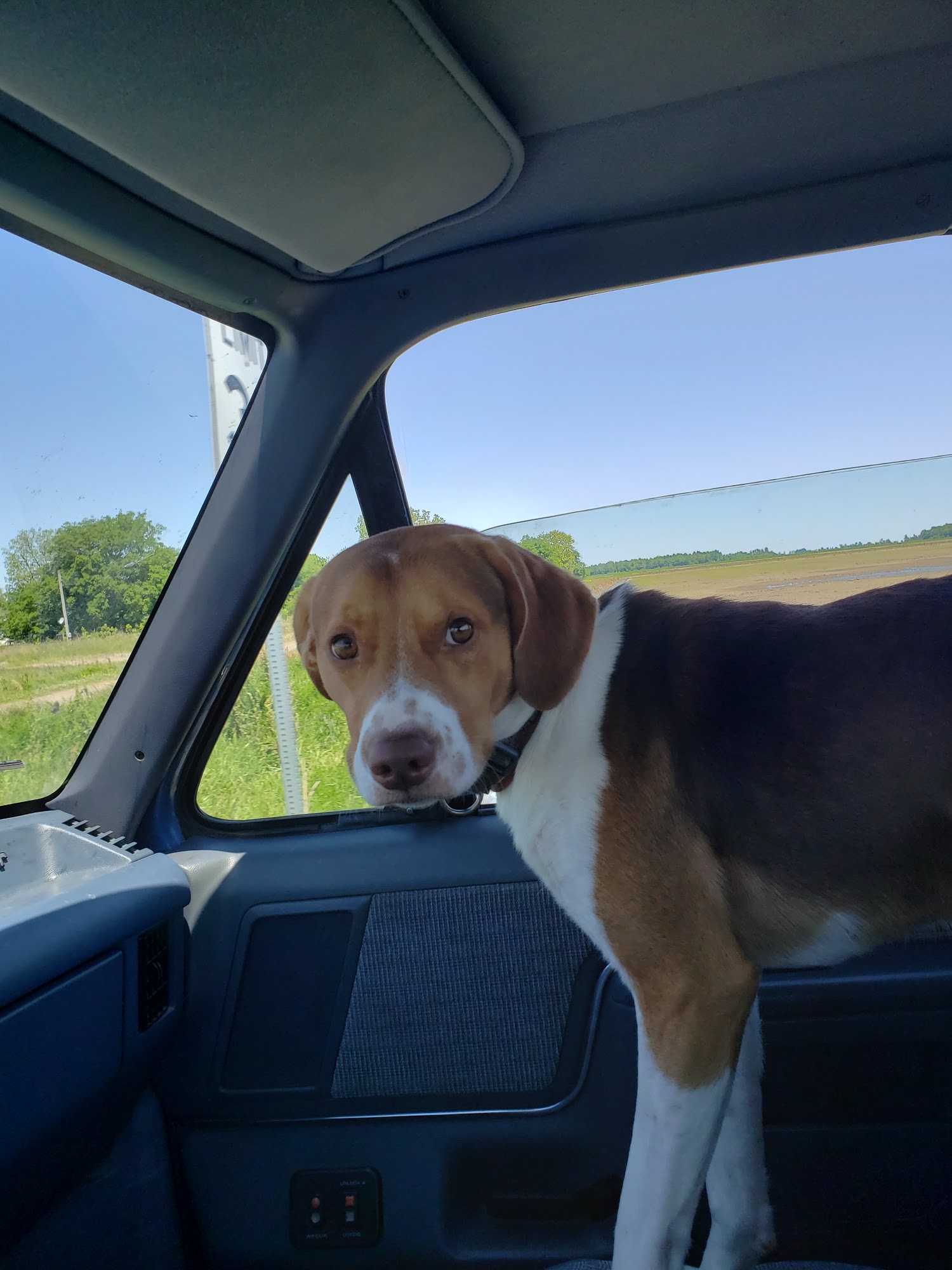 Kennett Veterinary Clinic Kennett