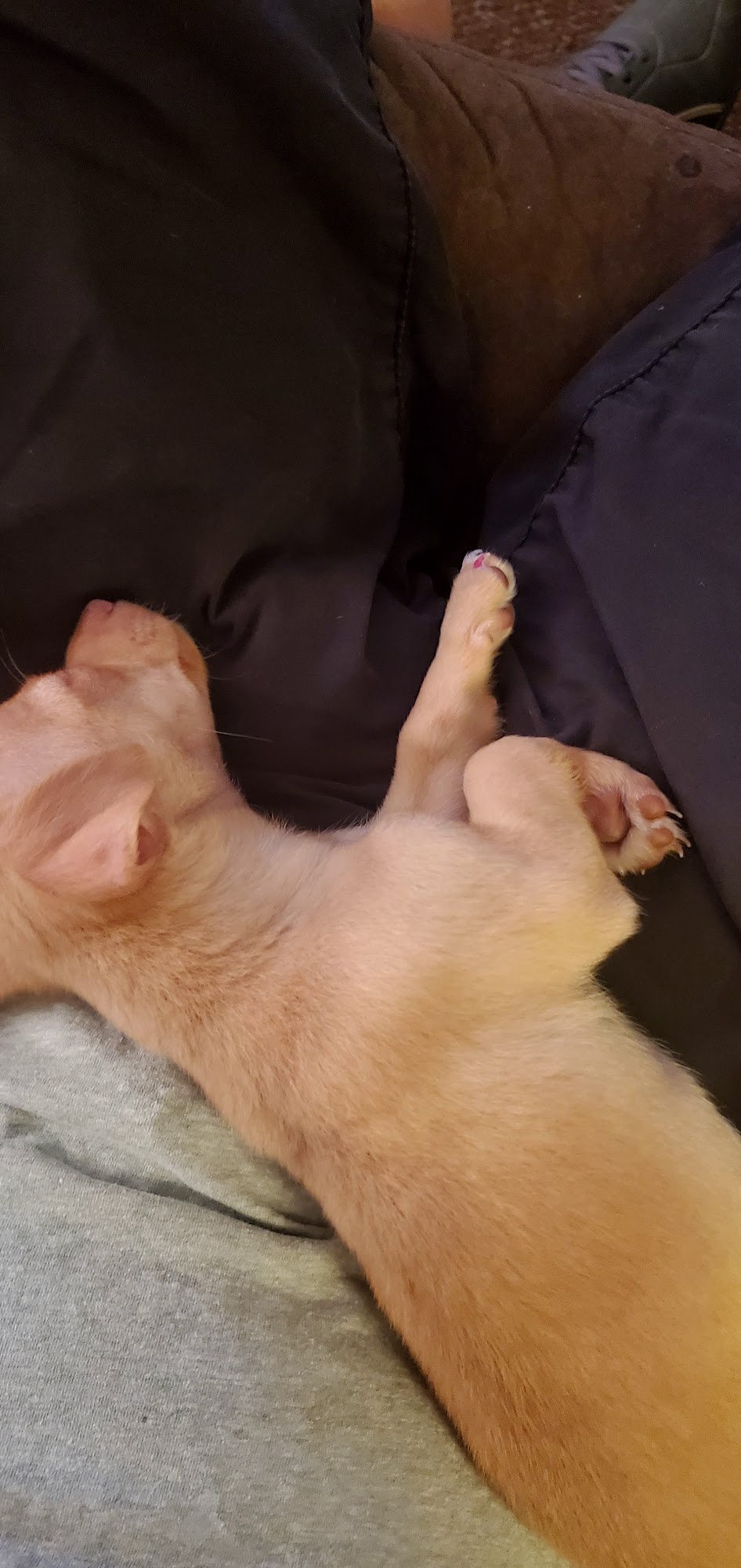 Kenmo Veterinary Clinic Kennett