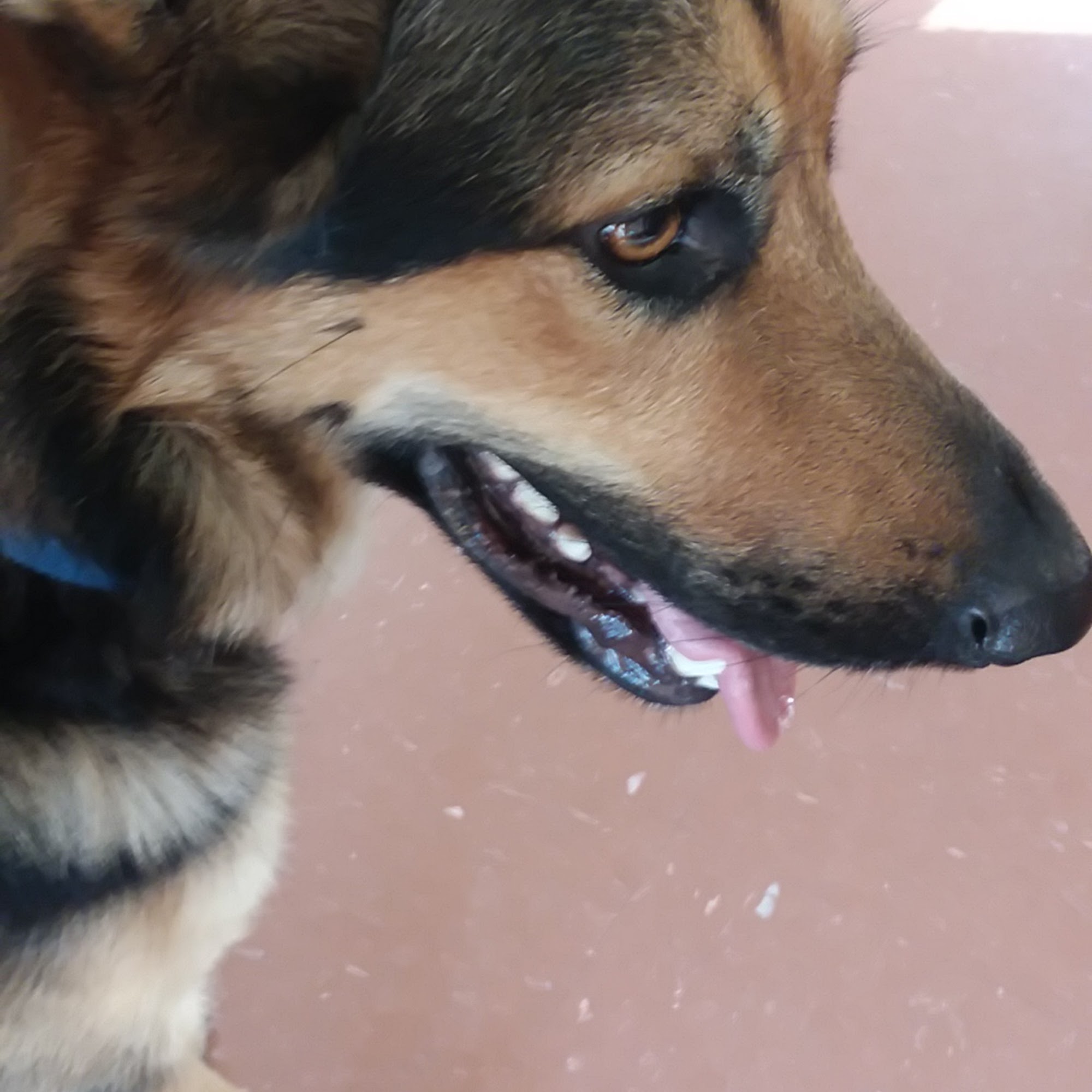 Kennett Veterinary Clinic: Brigance Carol DVM Kennett