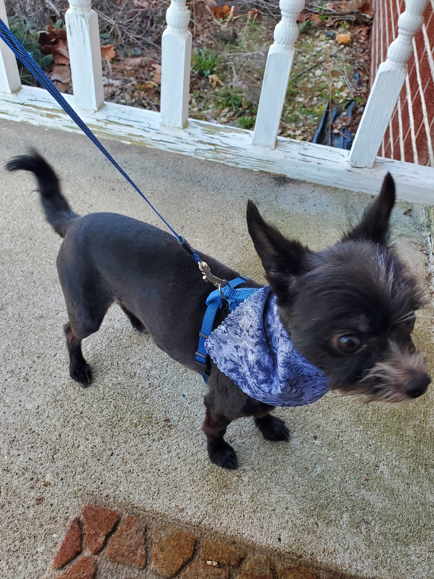 WagMore! LLC Kirksville