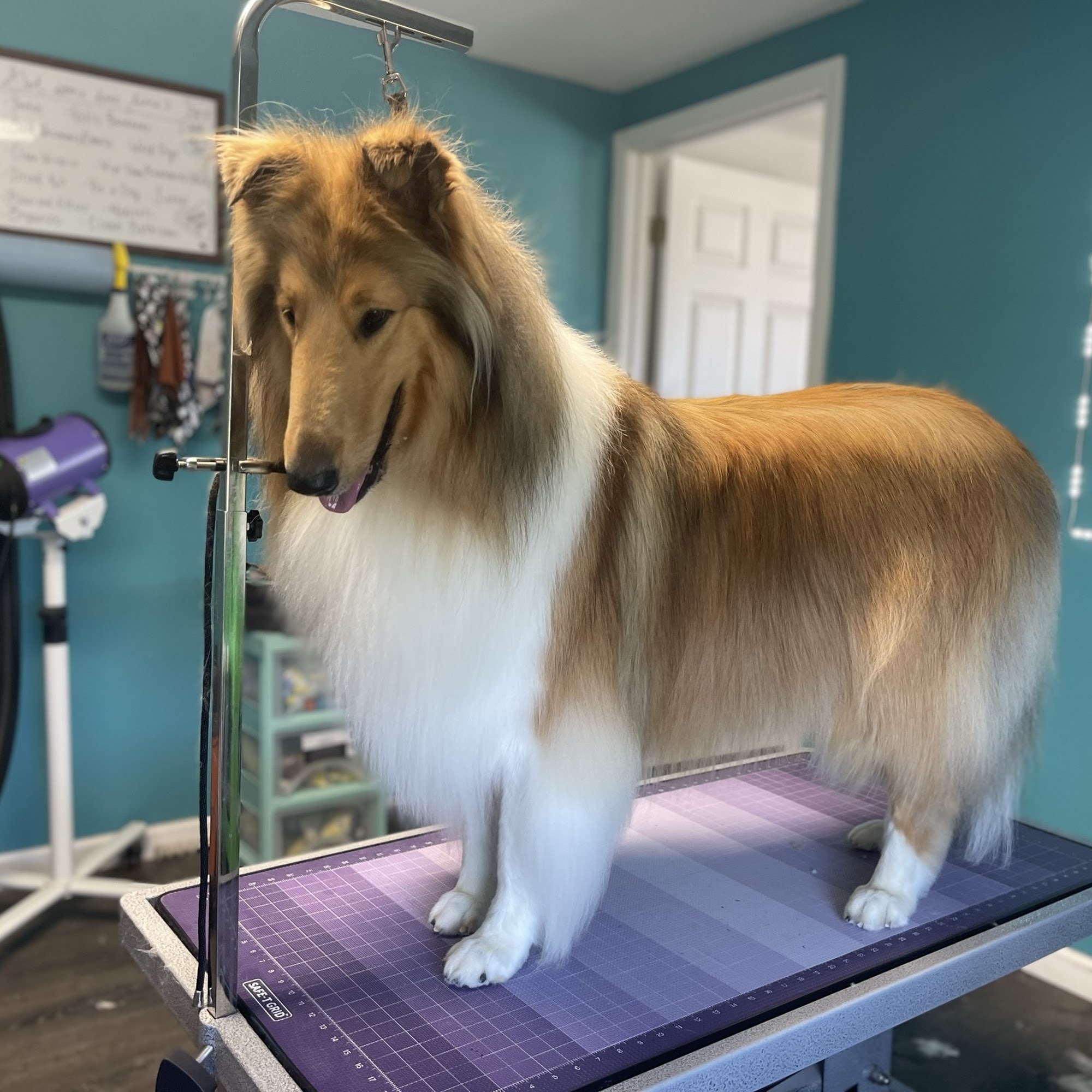 WagMore! LLC Kirksville