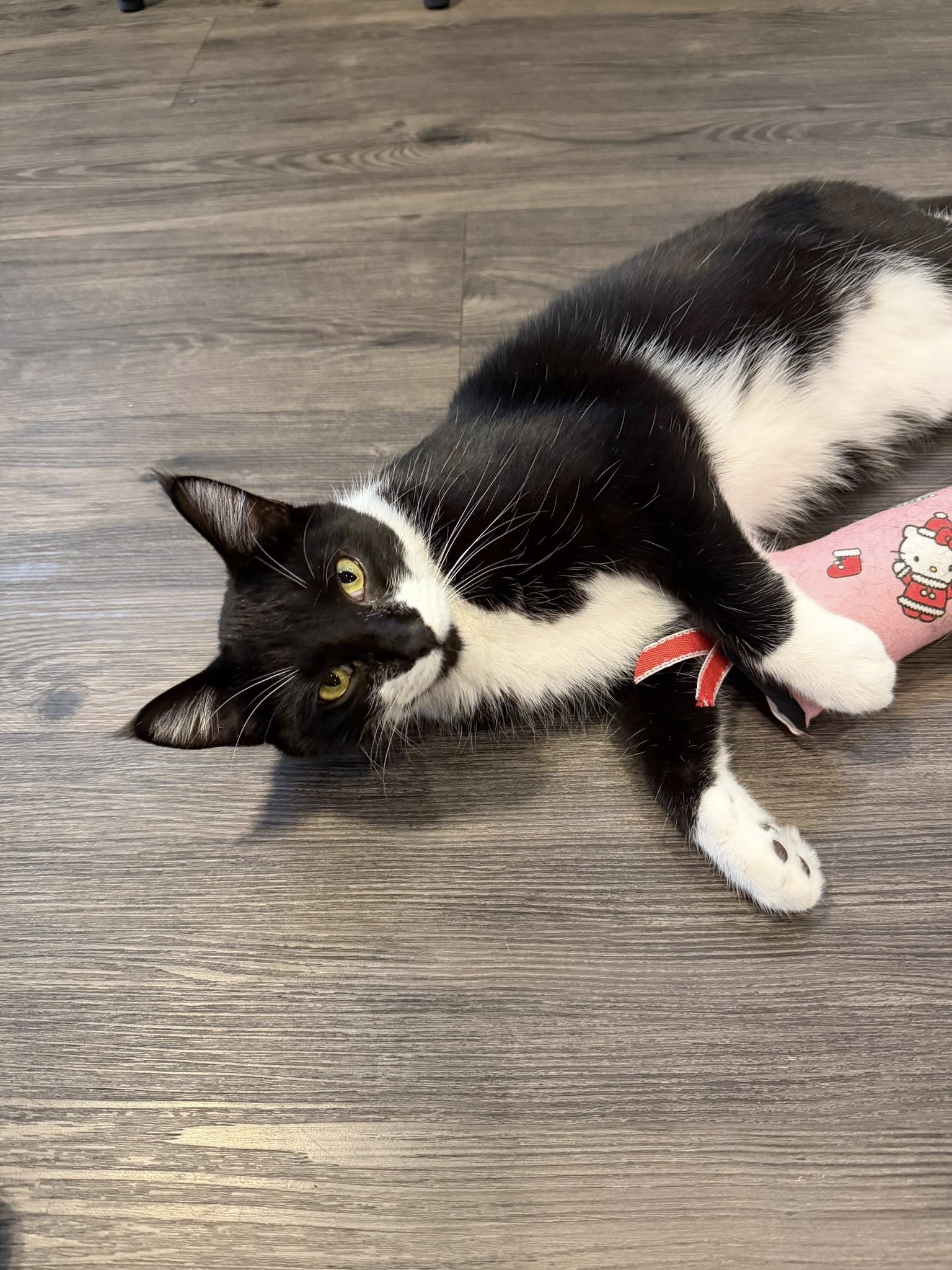 Whisker Station Cat Cafe and Lounge Kirkwood