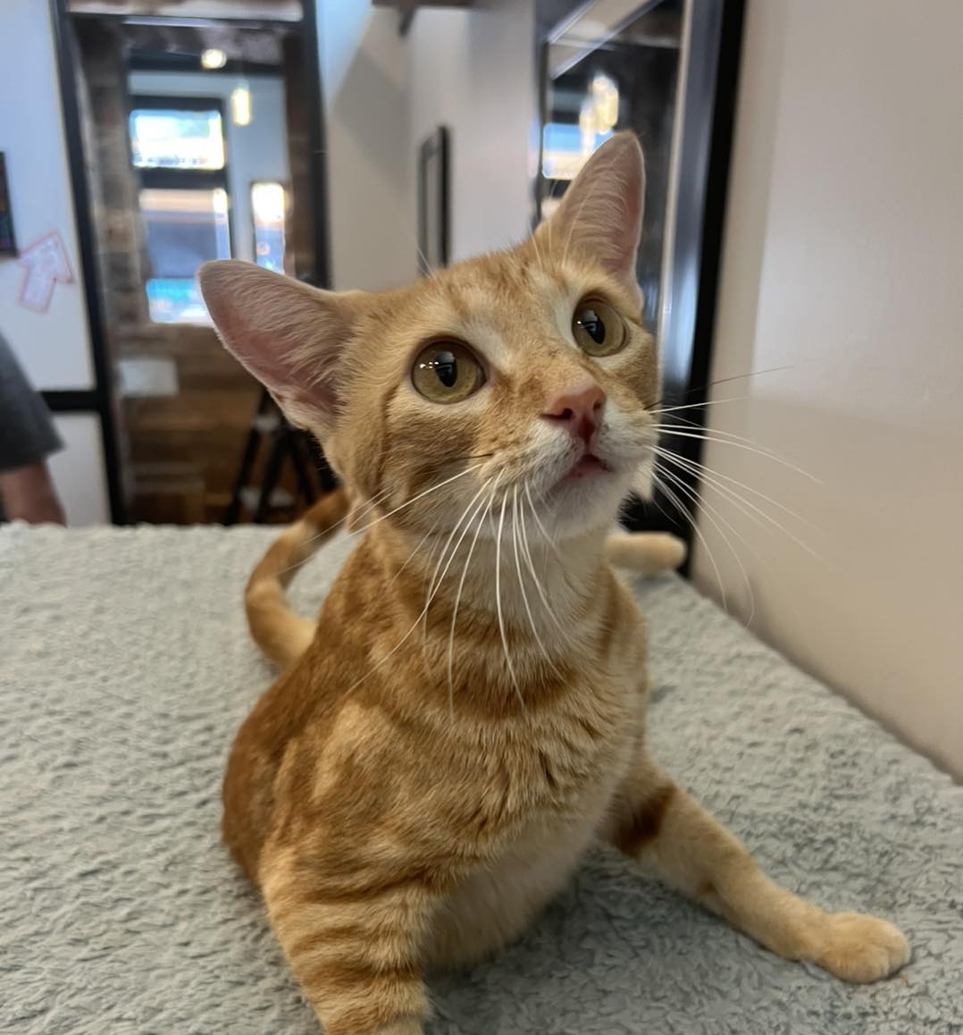 Whisker Station Cat Cafe and Lounge Kirkwood