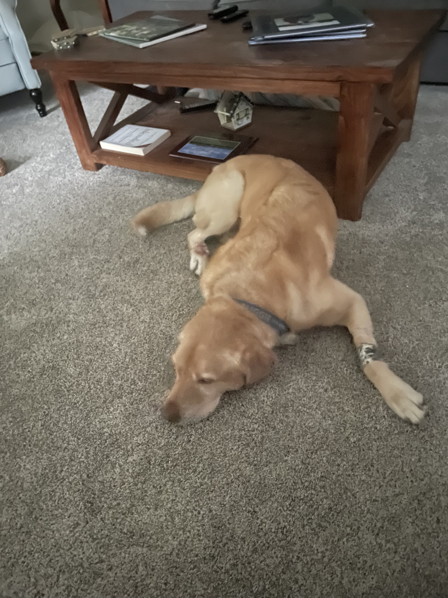 Fox Creek Veterinary Hospital at Kirkwood Kirkwood