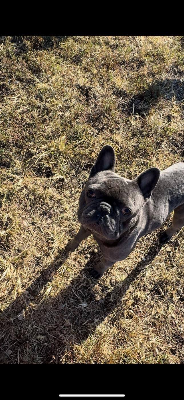 Susan's Pet Grooming Lake Ozark