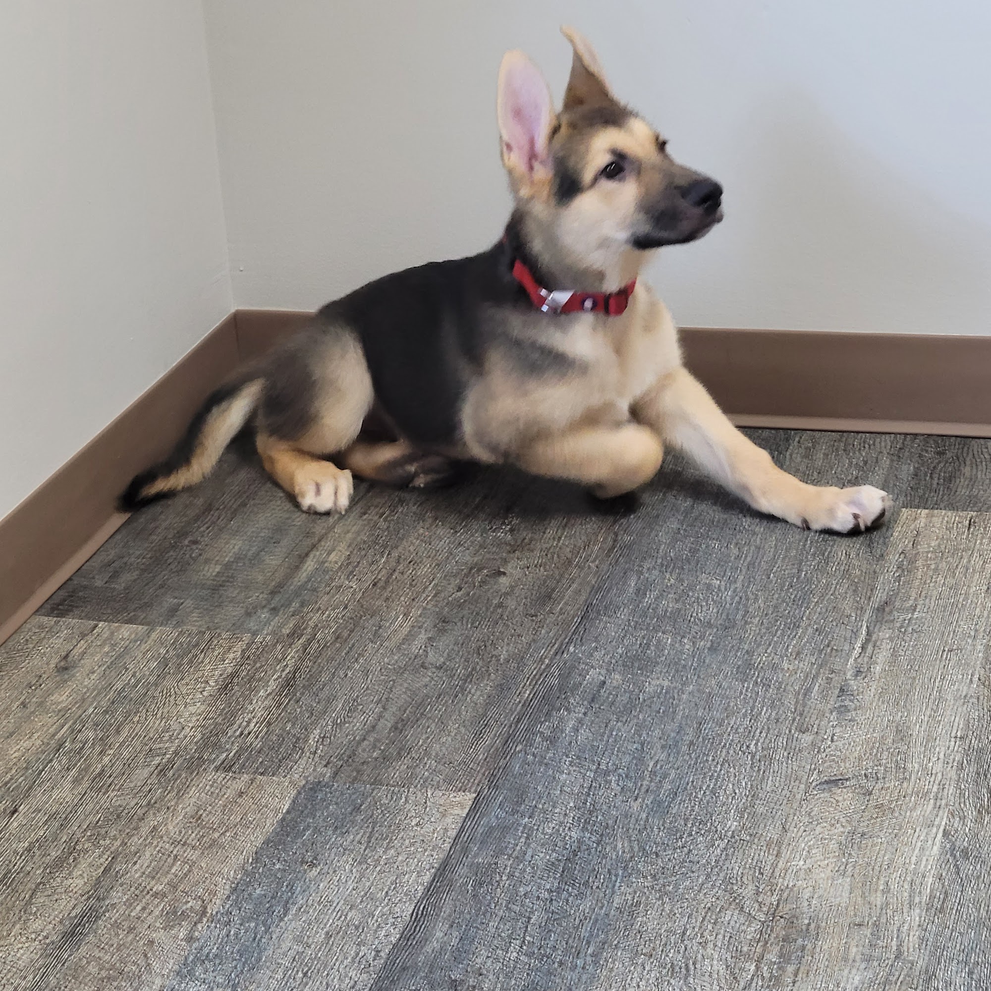 Carter Pet Hospital Lake Saint Louis