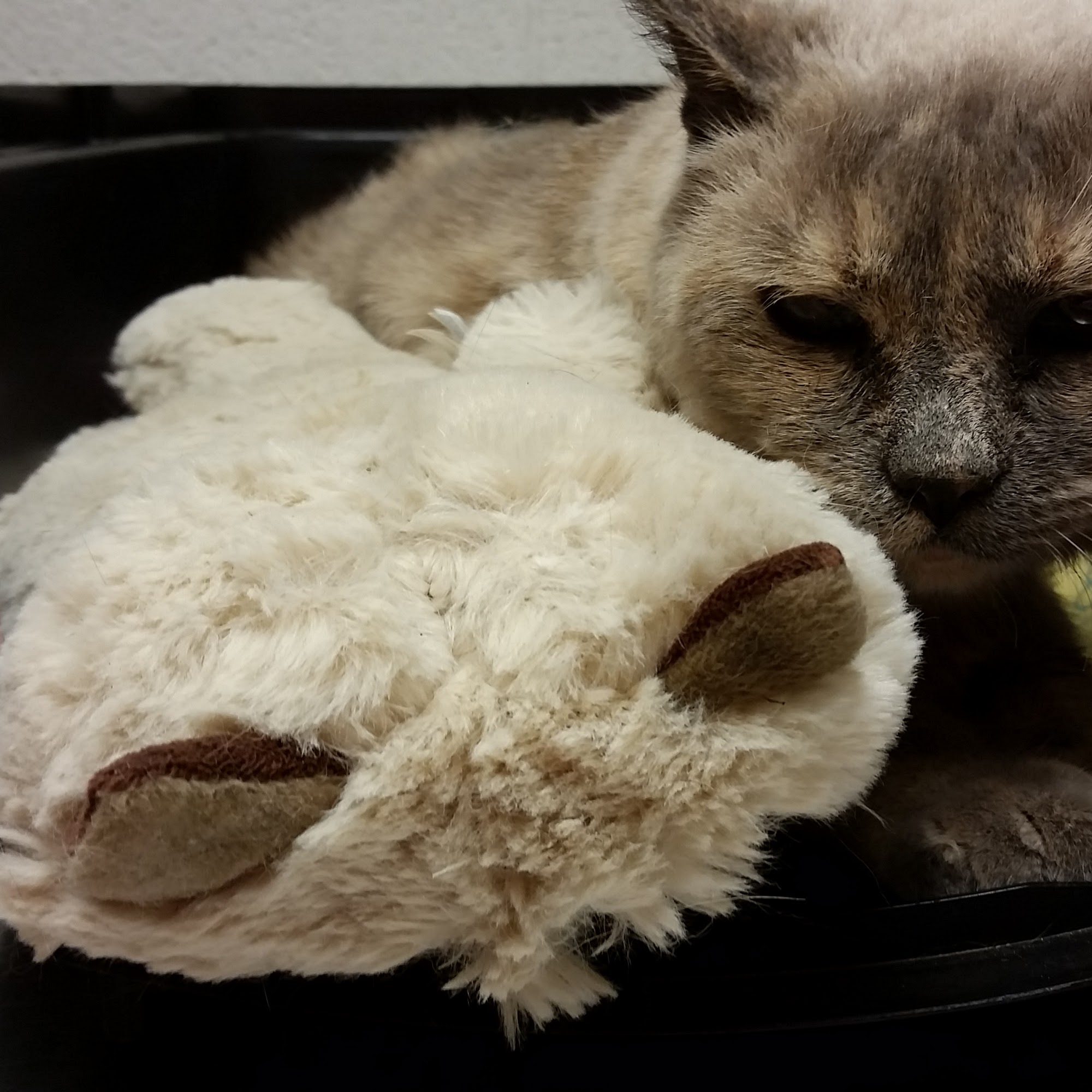 Critters and Pals Animal Clinic Lamar