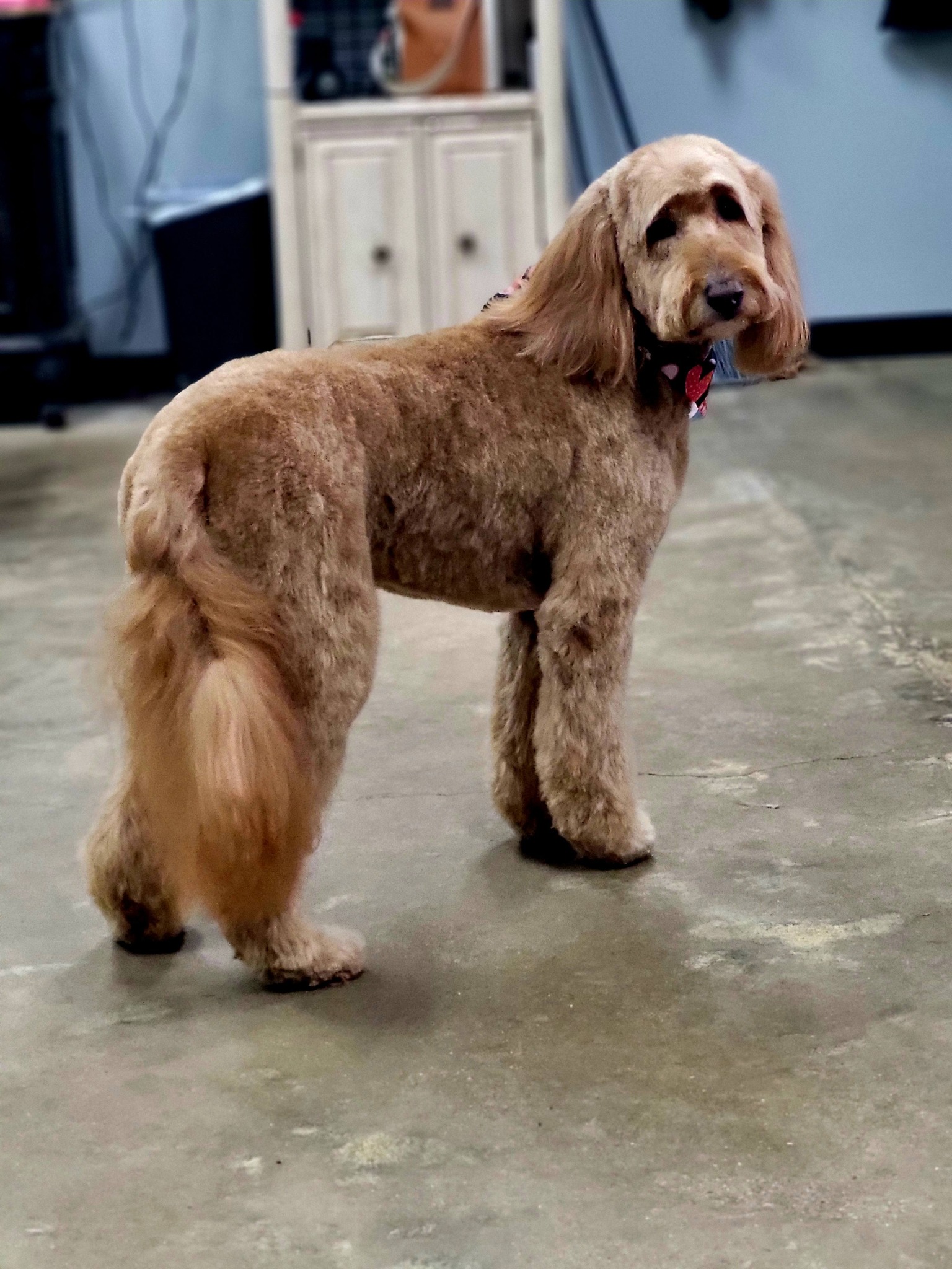 Pampered Pooch Pet Grooming Lebanon