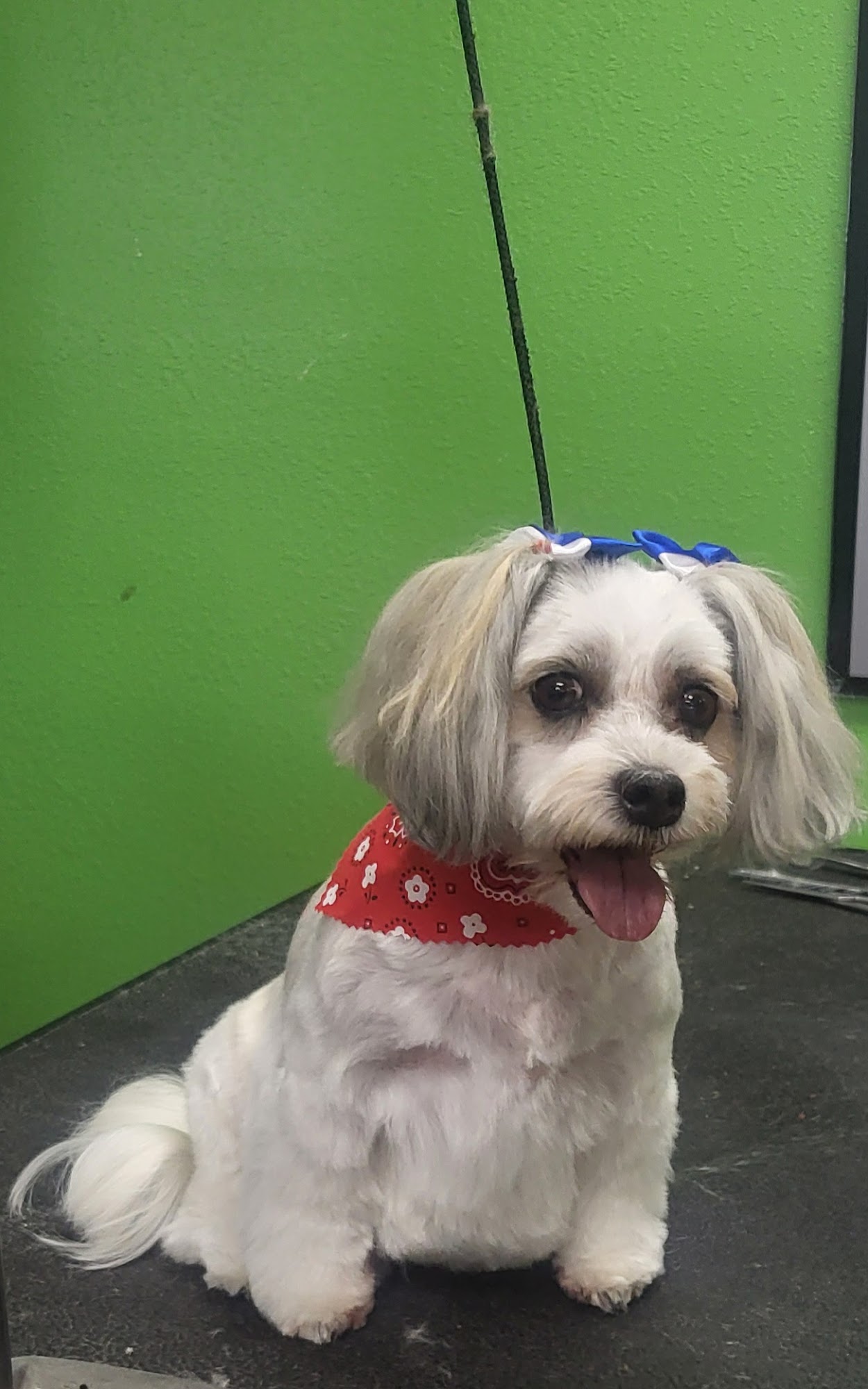 Pampered Pooch Pet Grooming Lebanon