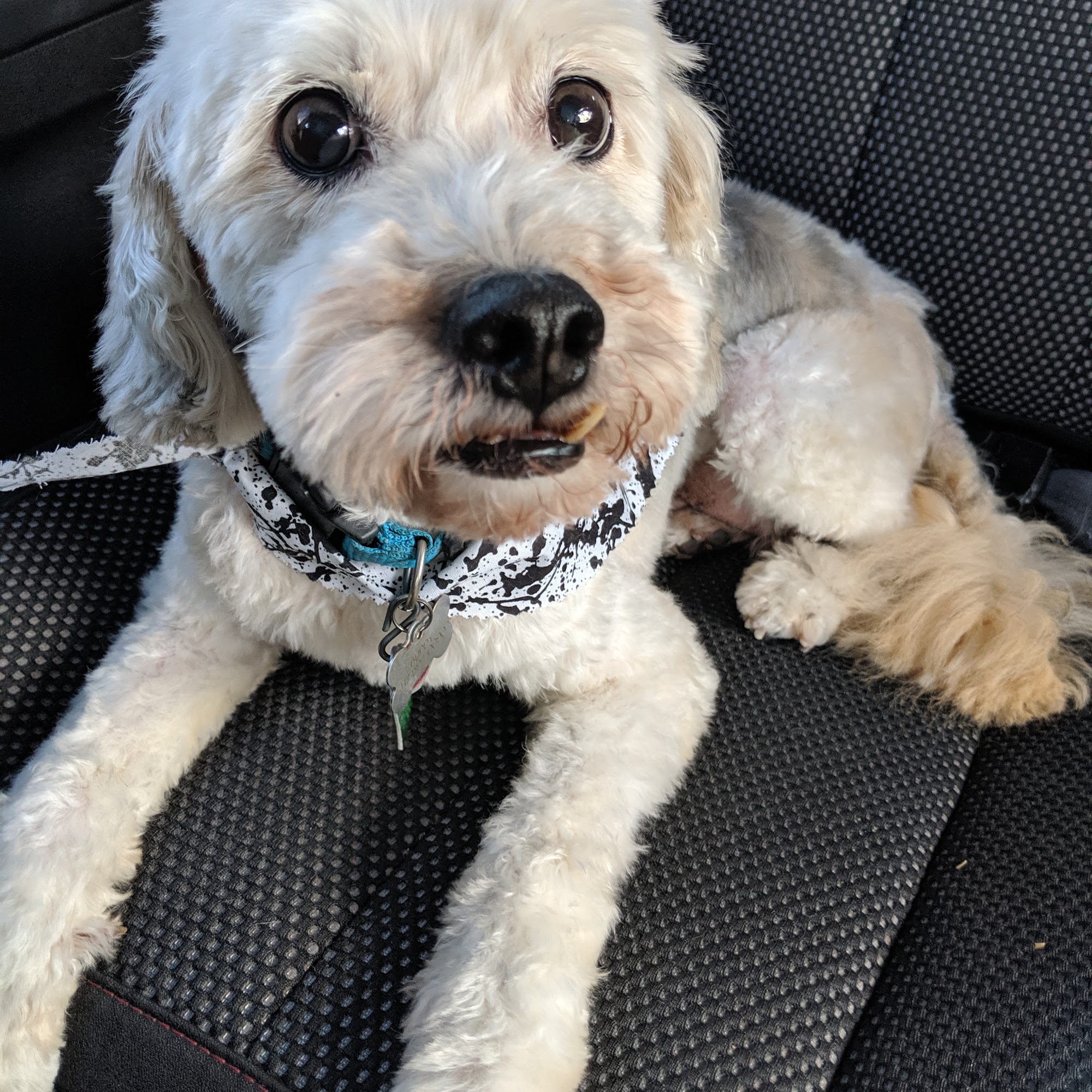 Shaggy Shears Lebanon